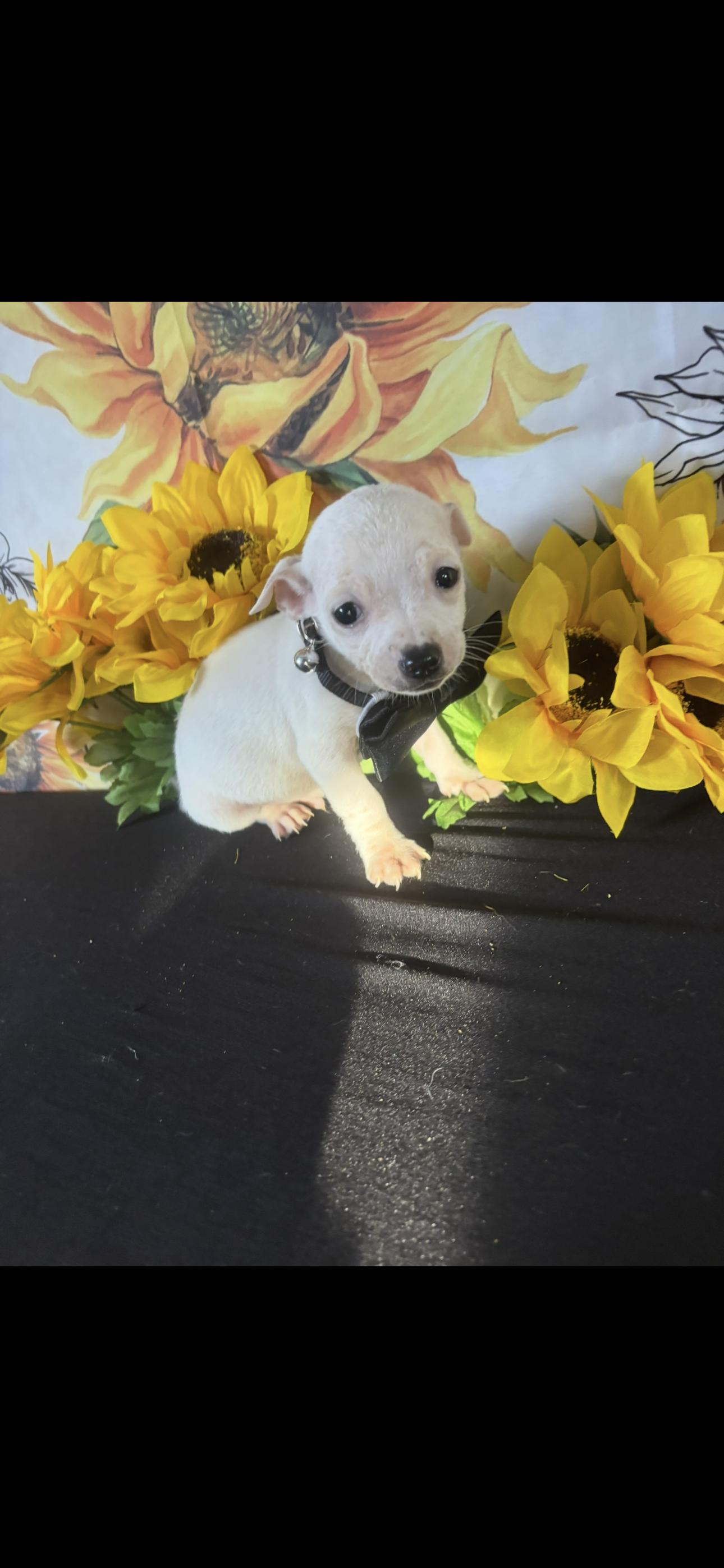 Kai , a ADOPTABLE Chihuahua in Cottonwood, CA image 4/5
