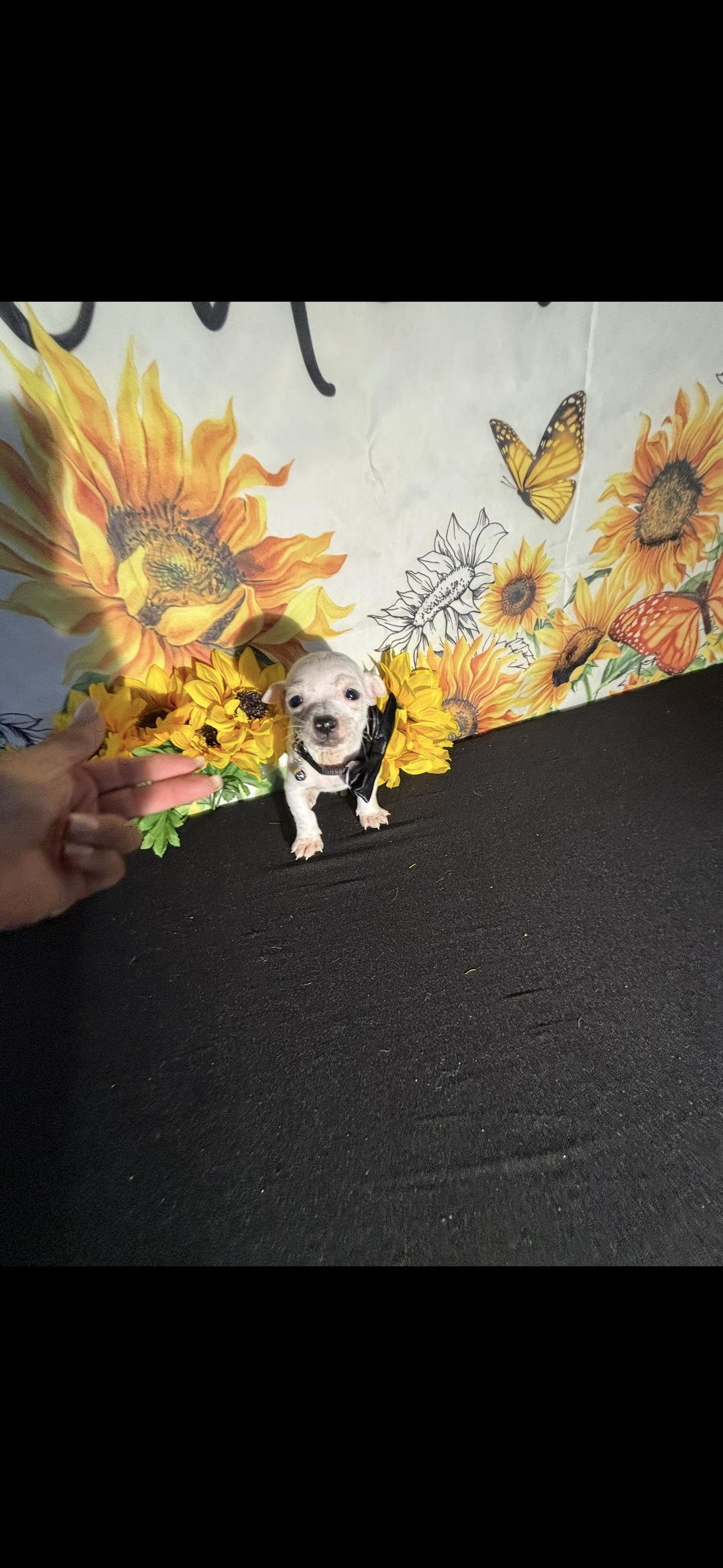 Kai , a ADOPTABLE Chihuahua in Cottonwood, CA image 1/5