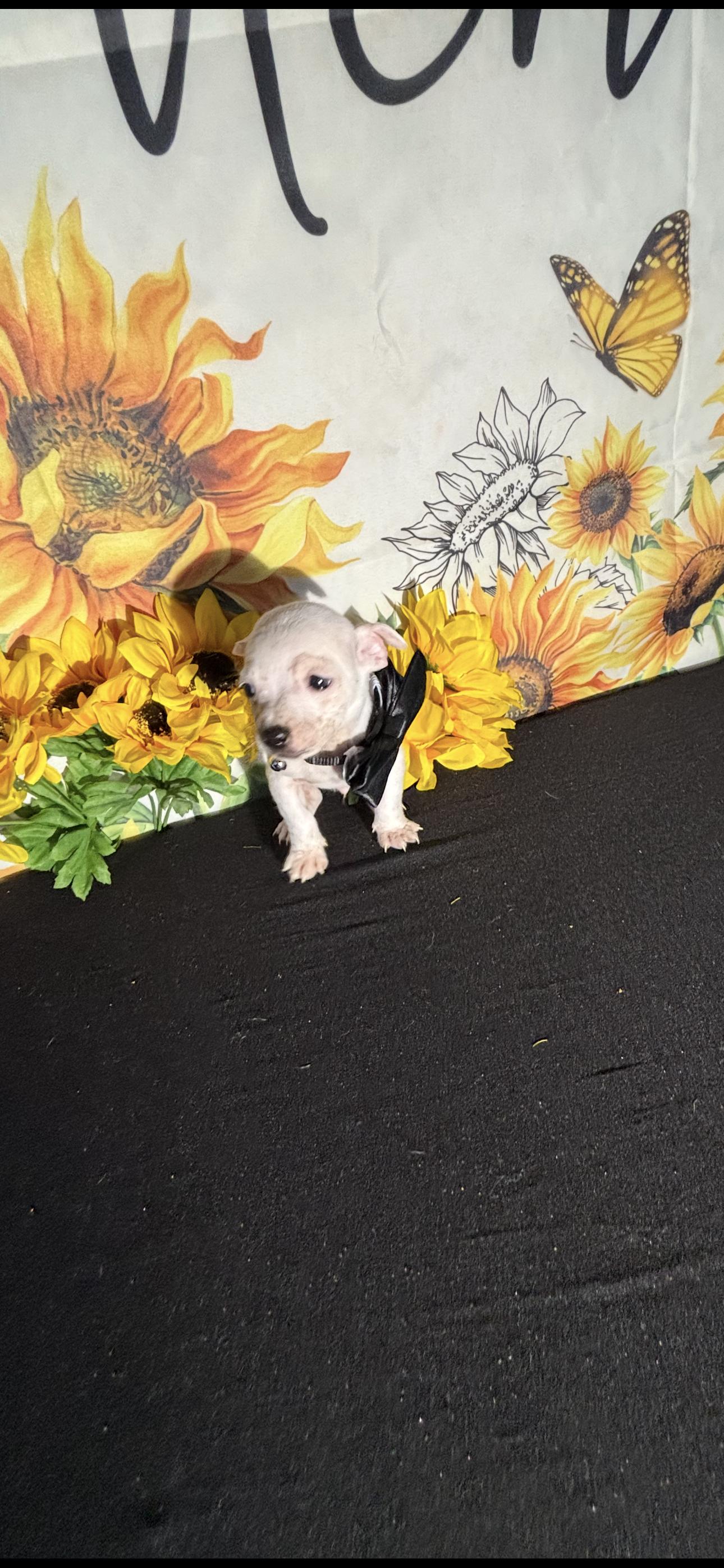 Kai , a ADOPTABLE Chihuahua in Cottonwood, CA image 5/5