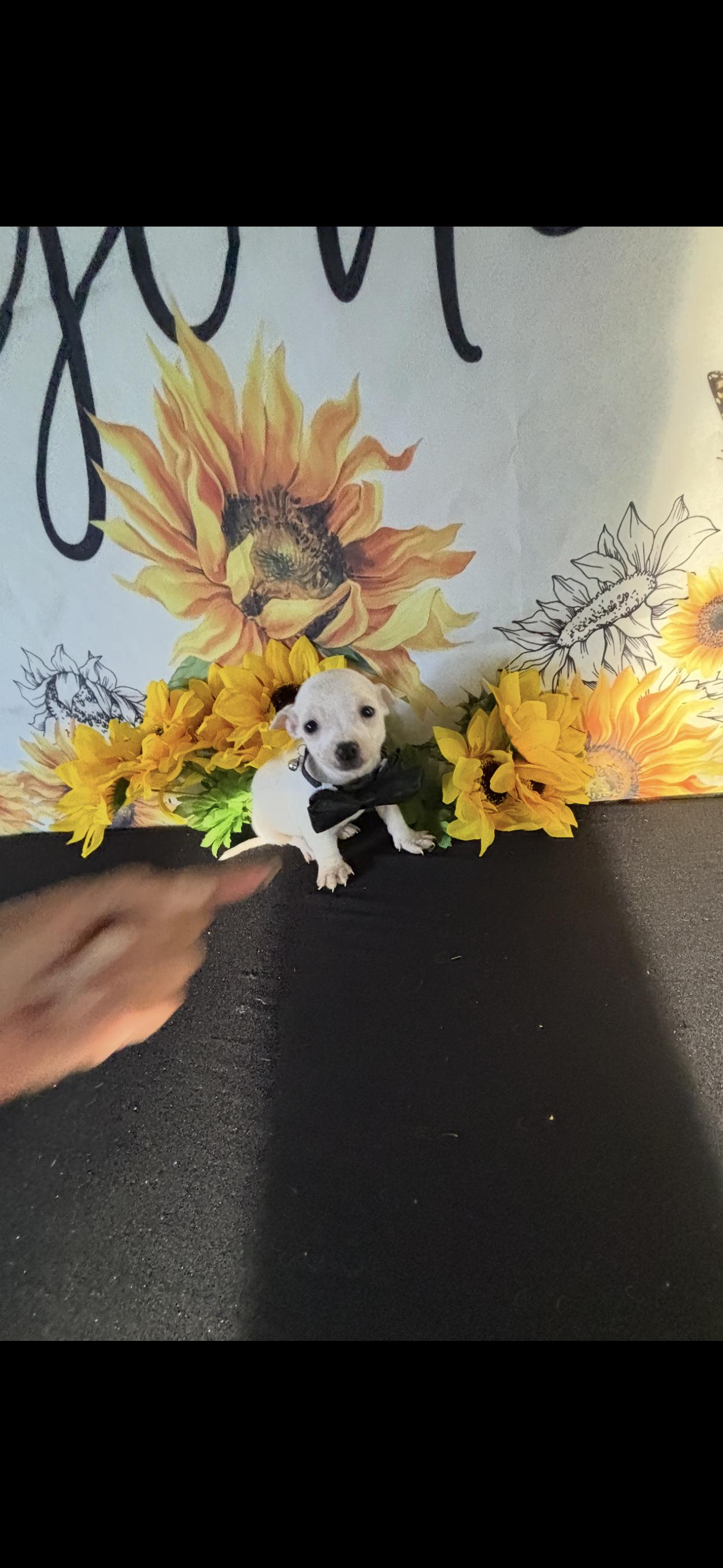Kai , a ADOPTABLE Chihuahua in Cottonwood, CA image 2/5