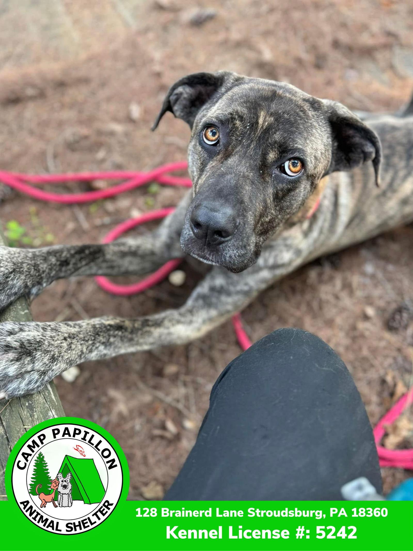 Rocky, a Adoptable Cane Corso in Stroudsburg, PA image 1/5