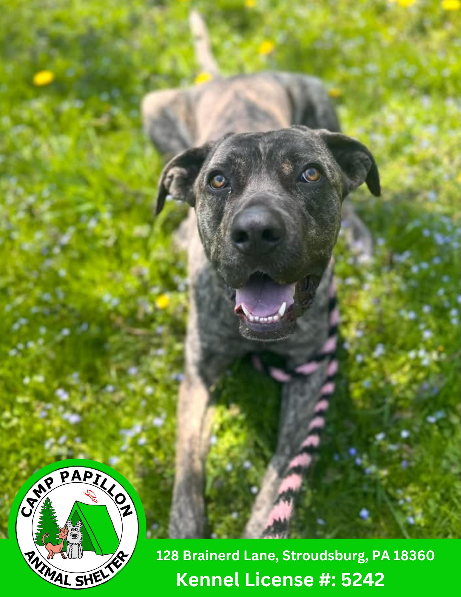 Enlarge Rocky, a Adoptable Cane Corso in Stroudsburg, PA image 2/3