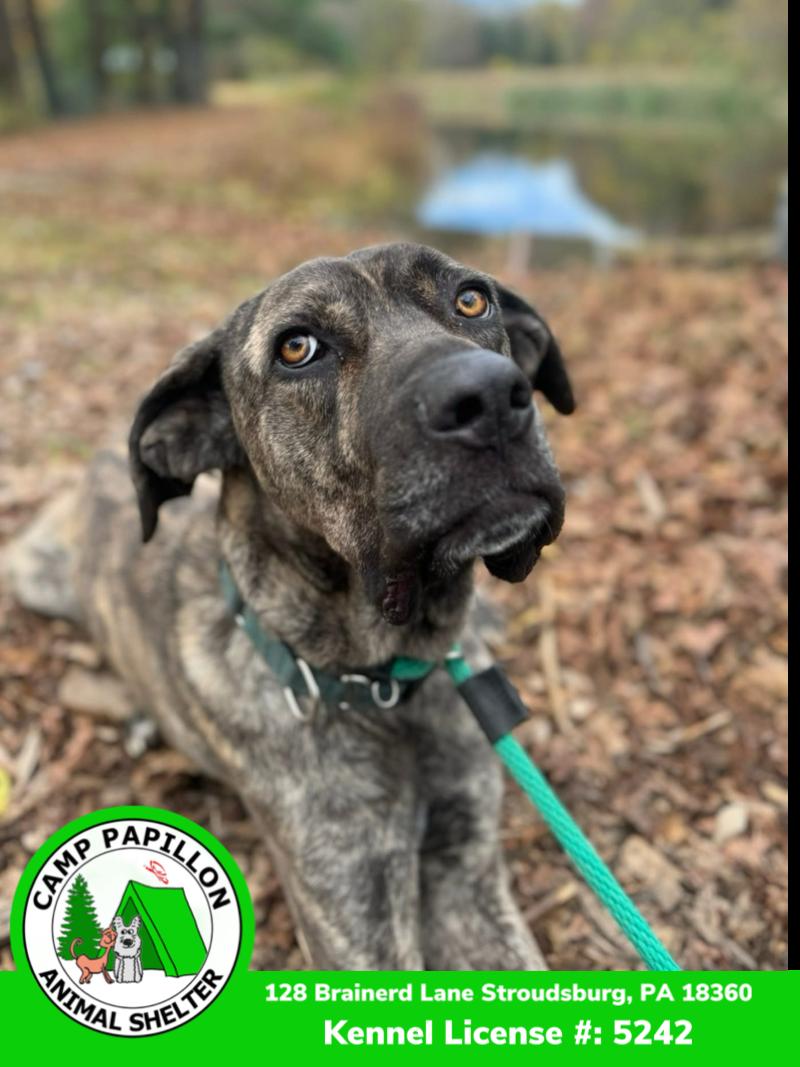Enlarge Rocky, a Adoptable Cane Corso in Stroudsburg, PA image 3/5