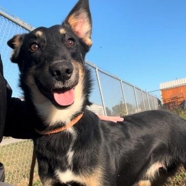 Chumba, a ADOPTABLE mixed breed in Cedarburg, WI image 2/4