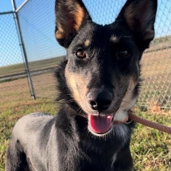 Chumba, a ADOPTABLE mixed breed in Cedarburg, WI image 4/4