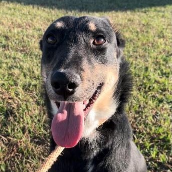 Chumba, ADOPTABLE, Young Male German Shepherd Dog.