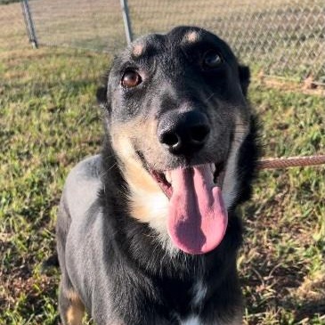 Chumba, a ADOPTABLE mixed breed in Cedarburg, WI image 3/4