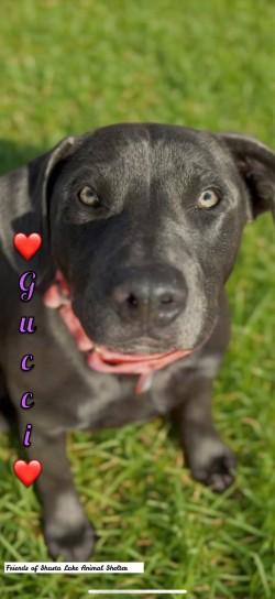 Gucci, a ADOPTABLE mixed breed in Shasta Lake, CA image 1/3
