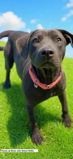 Gucci, a ADOPTABLE mixed breed in Shasta Lake, CA image 2/3