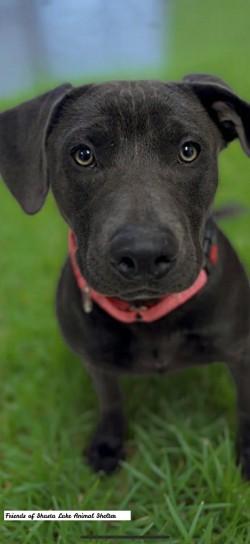 Gucci, a ADOPTABLE mixed breed in Shasta Lake, CA image 3/3