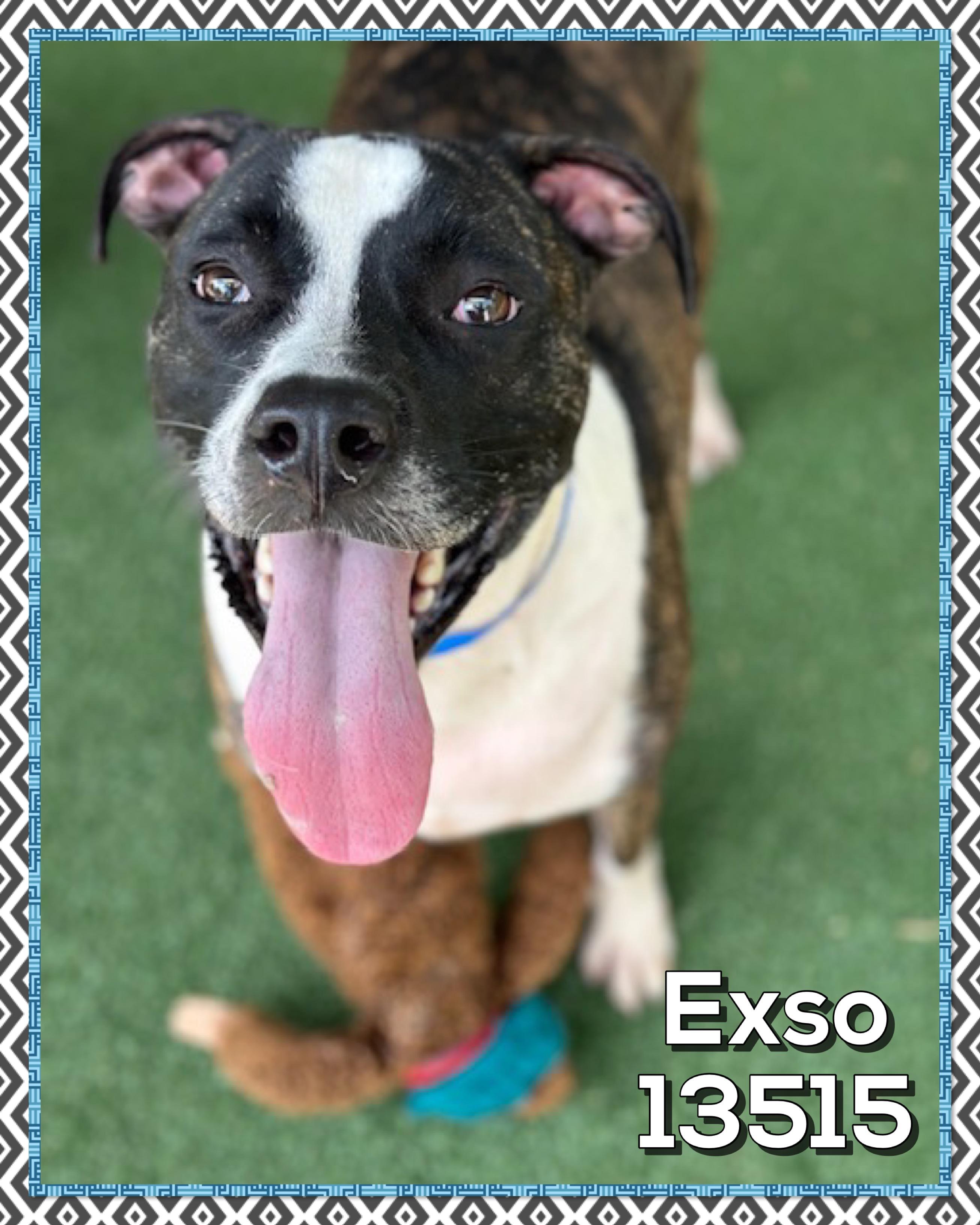 EXSO (also see GHOST), a Adoptable mixed breed in Marietta, GA image 3/5