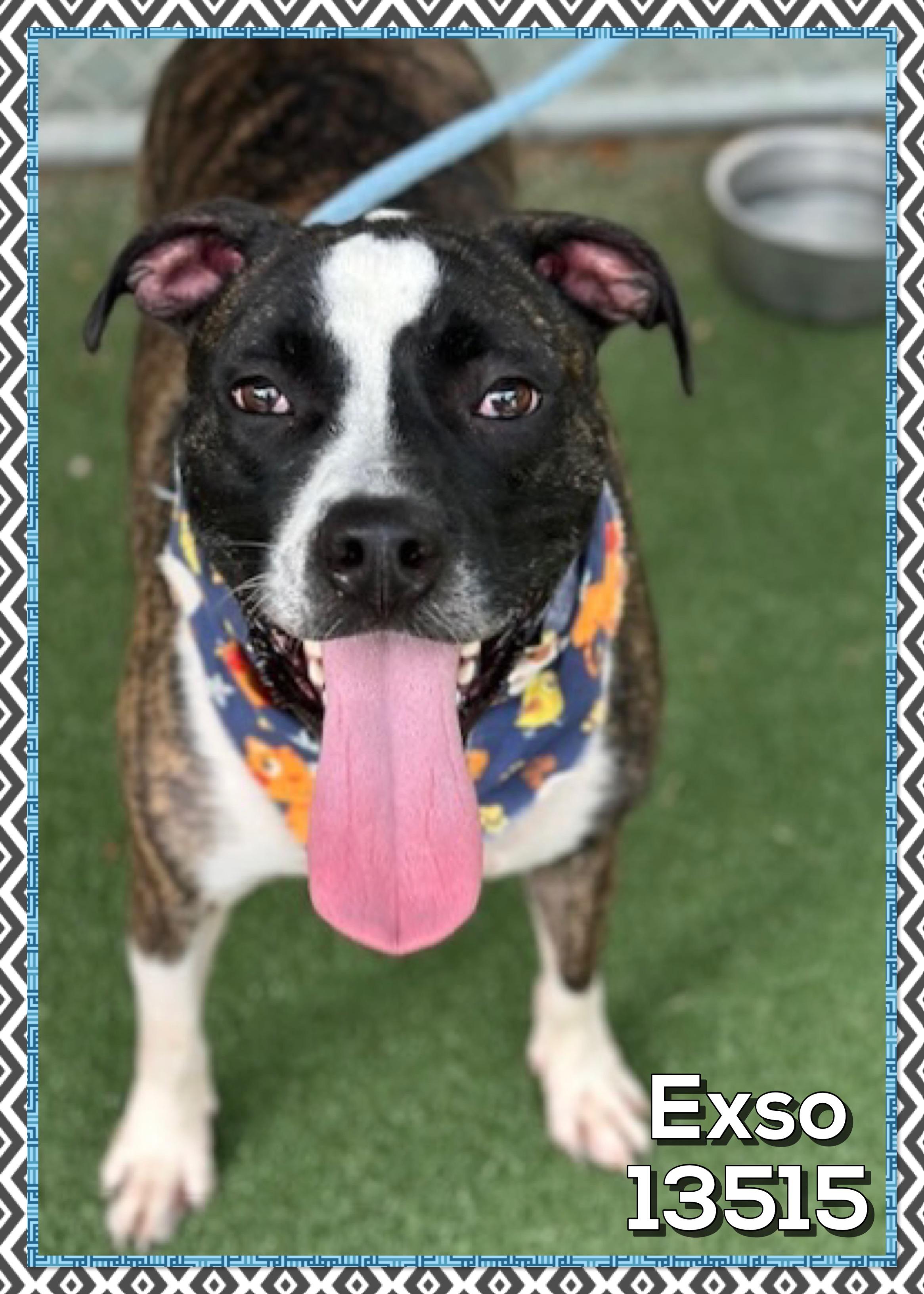 EXSO (also see GHOST), a Adoptable mixed breed in Marietta, GA image 4/5