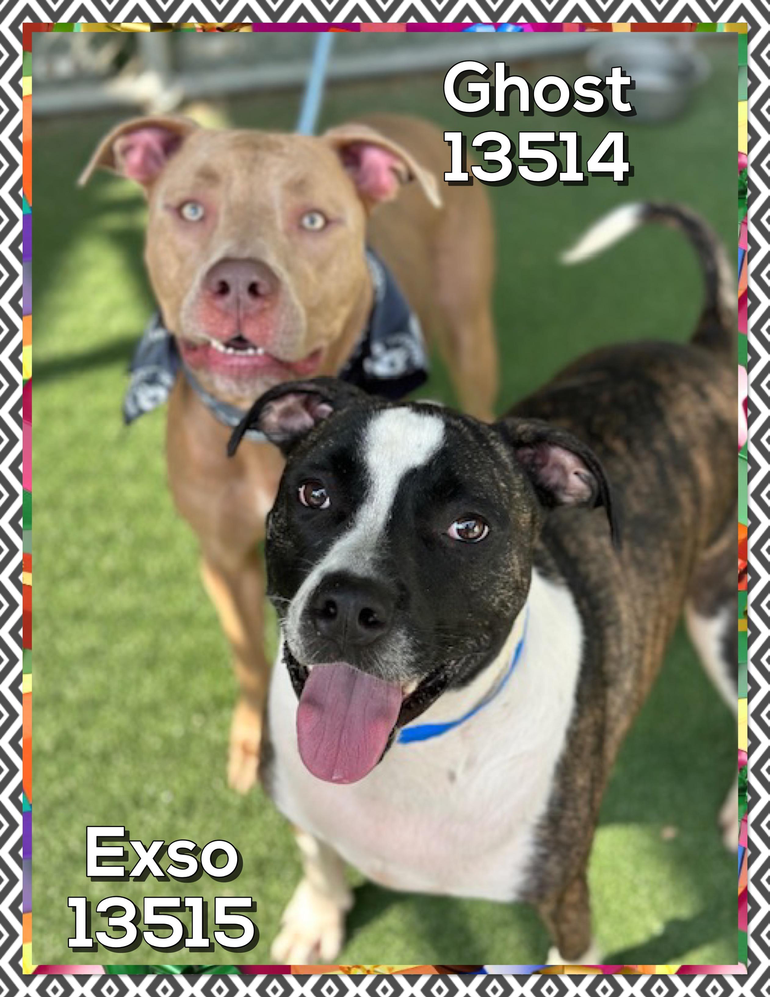 EXSO (also see GHOST), a Adoptable mixed breed in Marietta, GA image 5/5