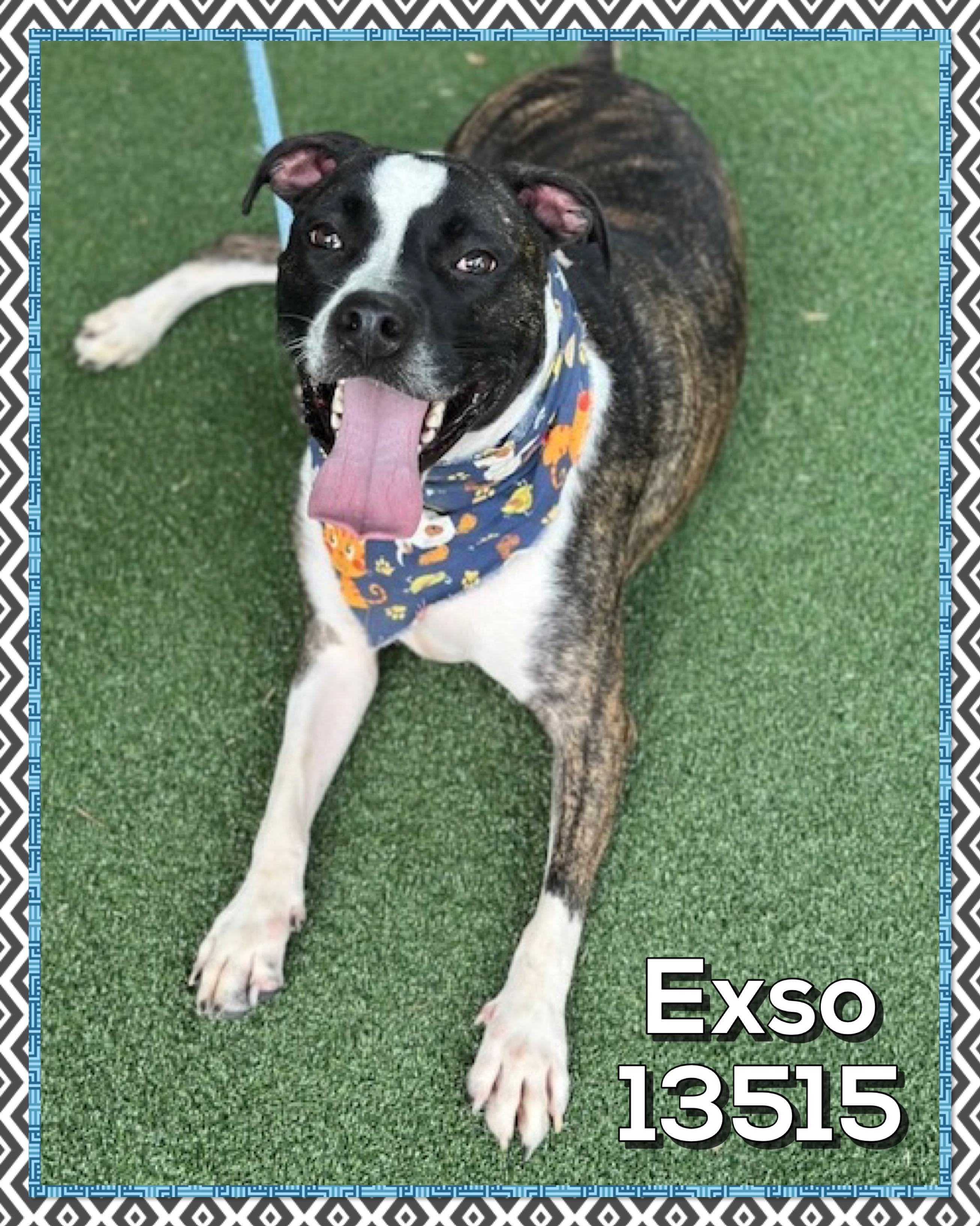 EXSO (also see GHOST), a Adoptable mixed breed in Marietta, GA image 2/5