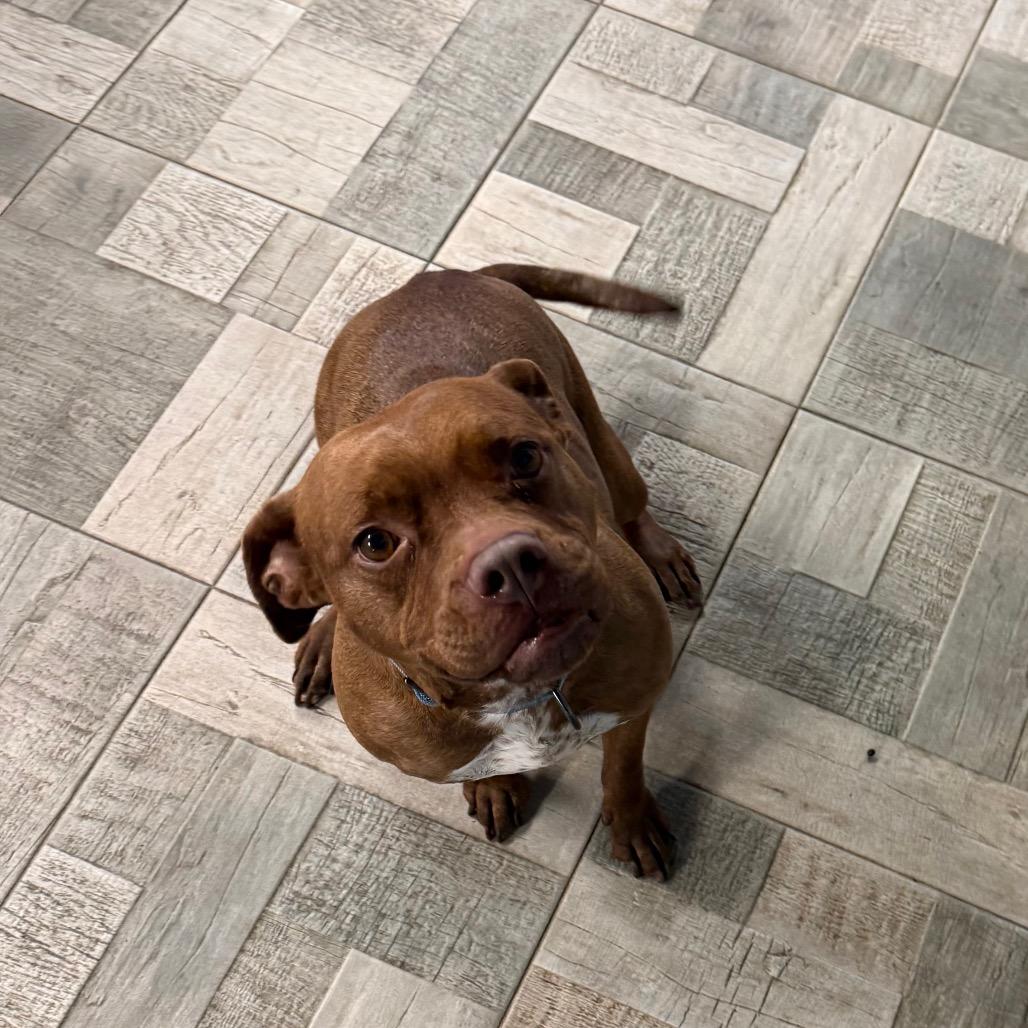 Rosie, Adoptable, Adult Female Pit Bull Terrier.