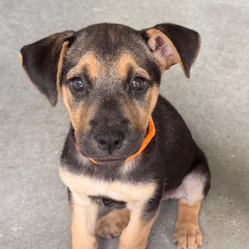Mercury, Adoptable, Puppy Female Coonhound & Mixed Breed.