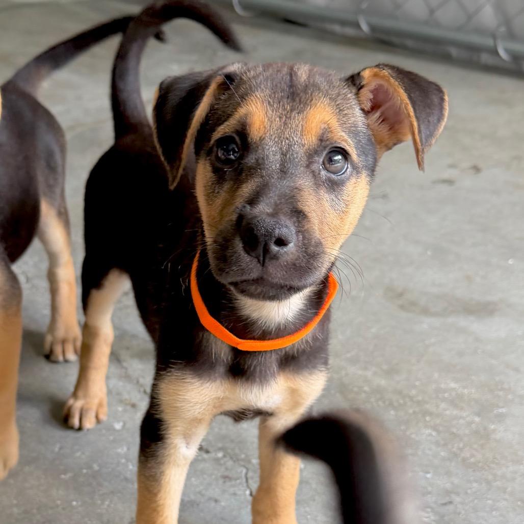 Mercury, a Adoptable mixed breed in Sarasota, FL image 6/6