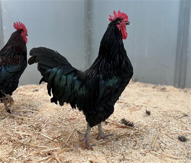 Enlarge TED, a Adoptable Chicken in San Luis Obispo, CA image 1/1