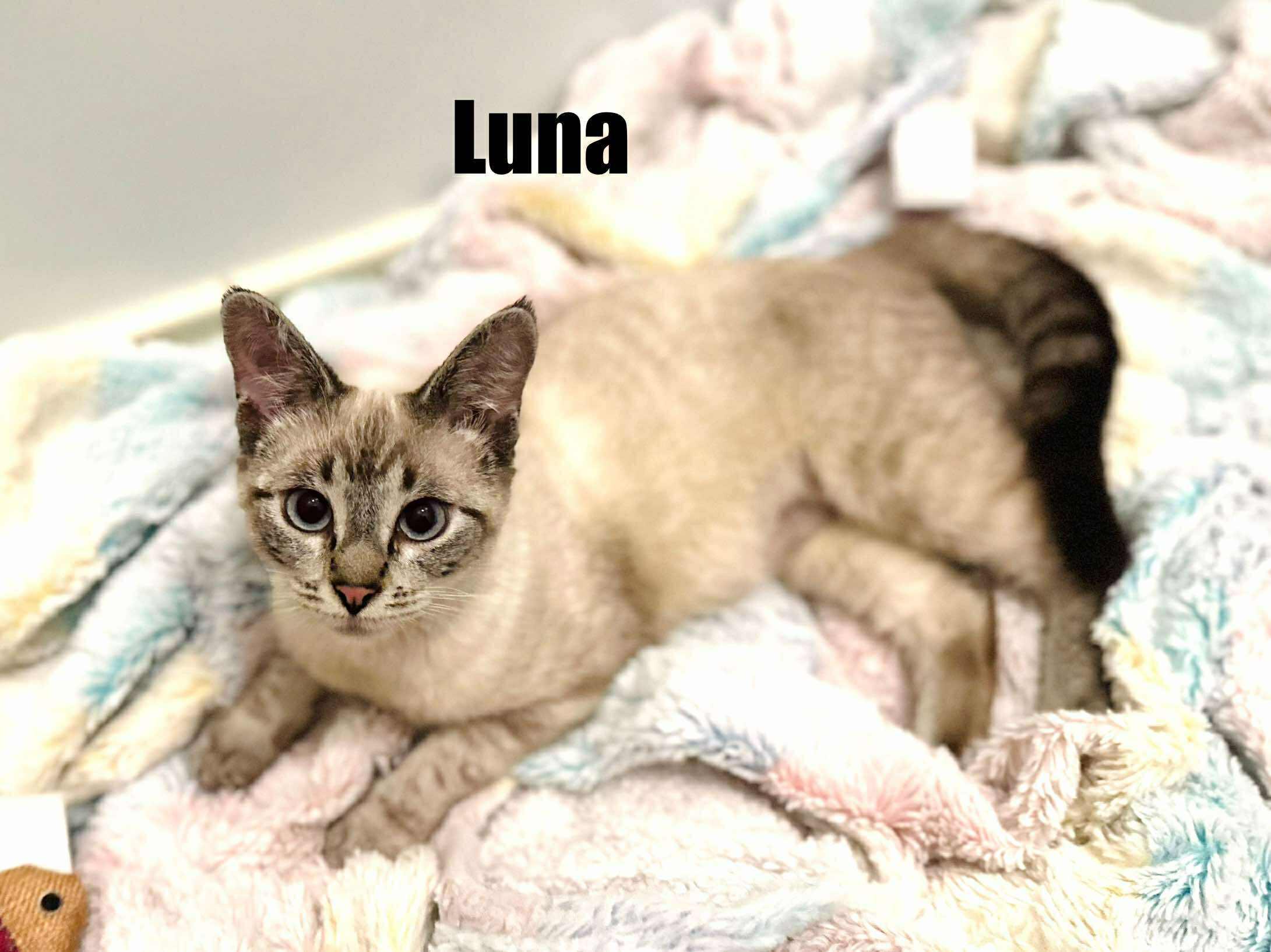 Enlarge Luna - Lynx point Siamese, a Adoptable Siamese in Muskego, WI image 1/3