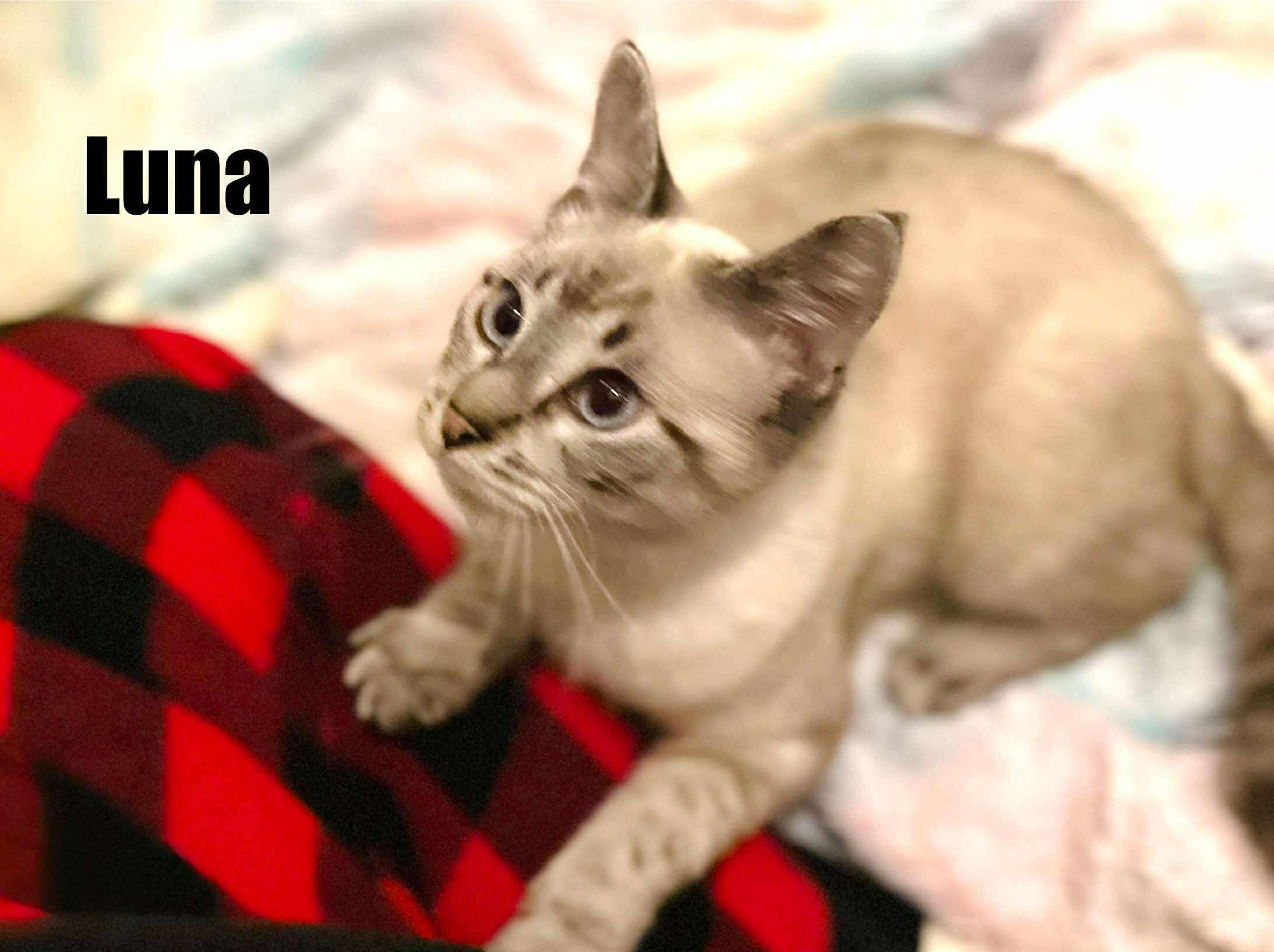 Enlarge Luna - Lynx point Siamese, a Adoptable Siamese in Muskego, WI image 3/3