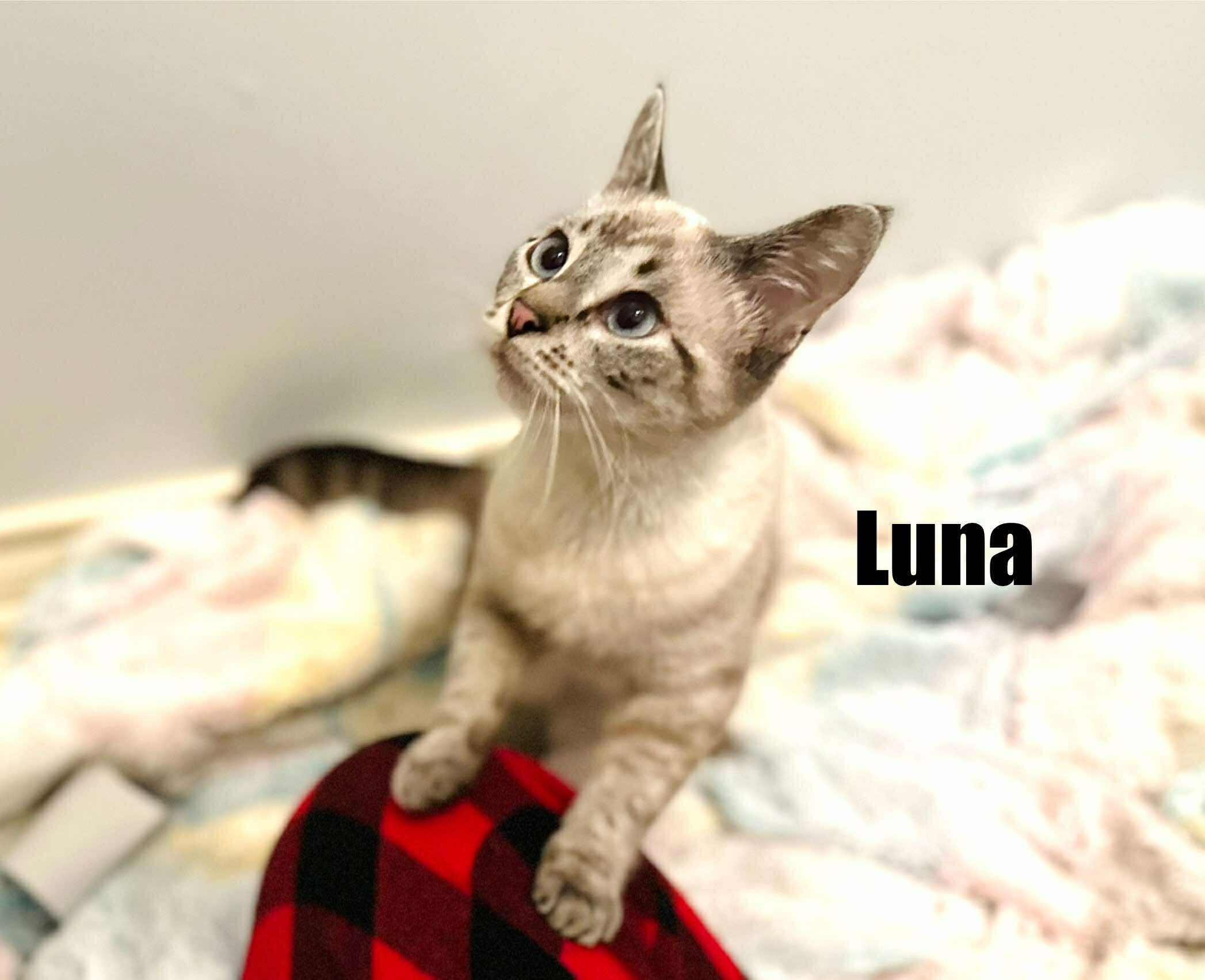 Enlarge Luna - Lynx point Siamese, a Adoptable Siamese in Muskego, WI image 2/3