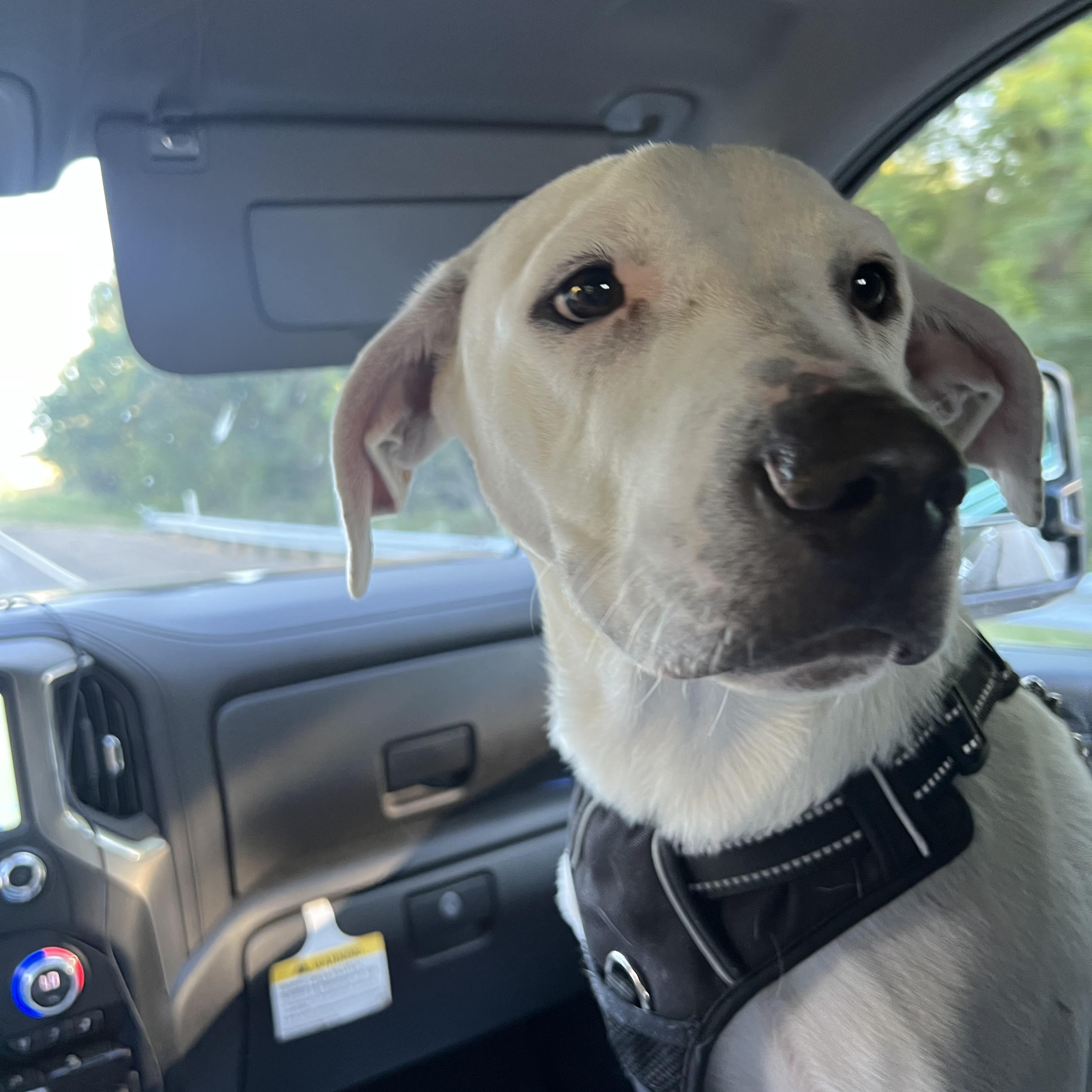 Enlarge Wyatt, a Adoptable mixed breed in Mabank, TX image 3/5