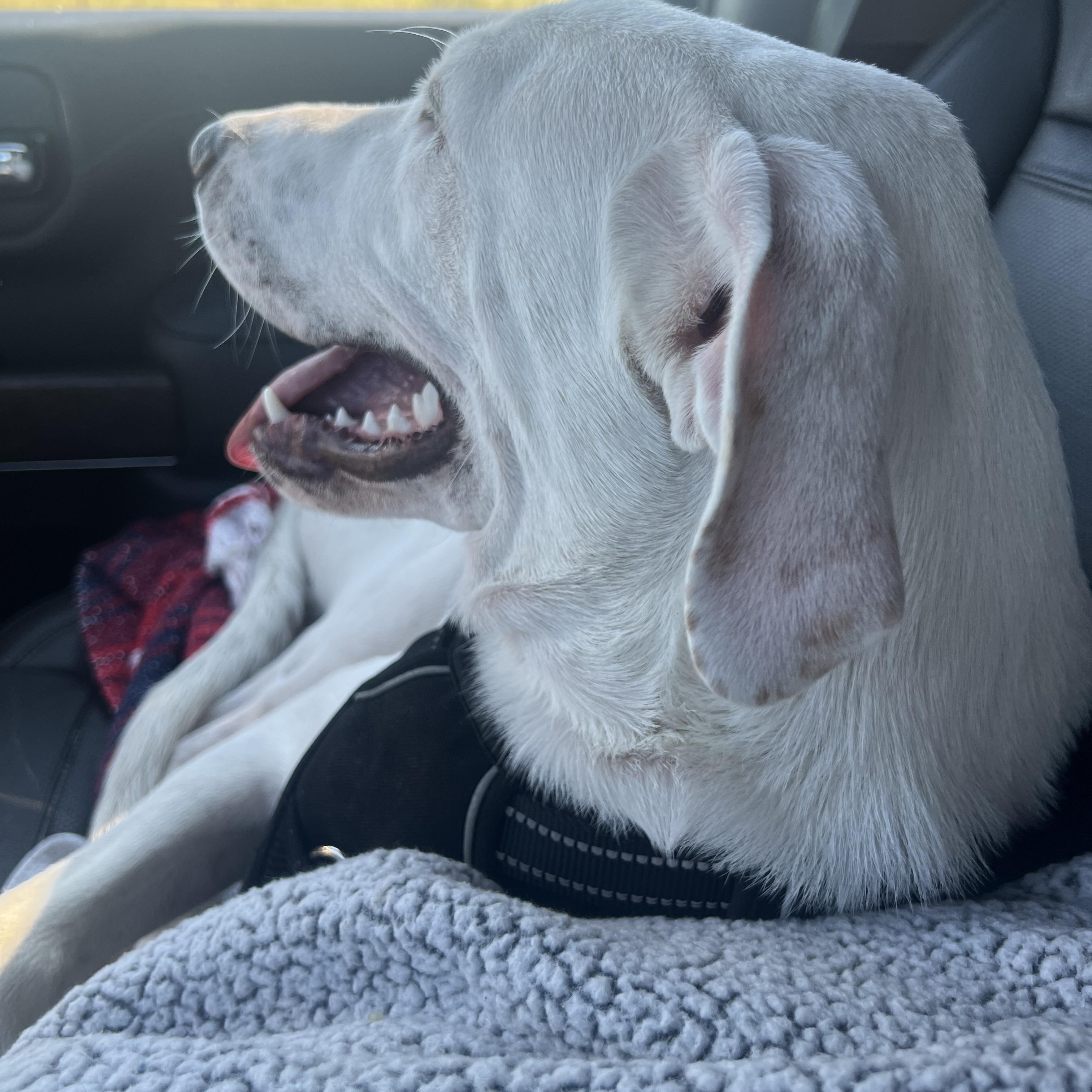 Enlarge Wyatt, a Adoptable mixed breed in Mabank, TX image 4/5