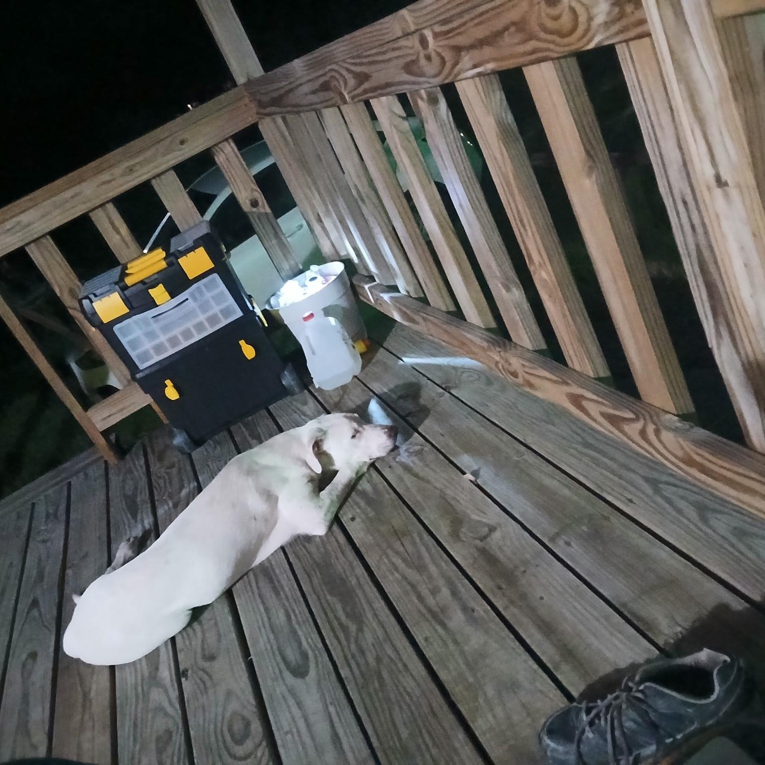 Enlarge Wyatt, a Adoptable mixed breed in Mabank, TX image 5/5