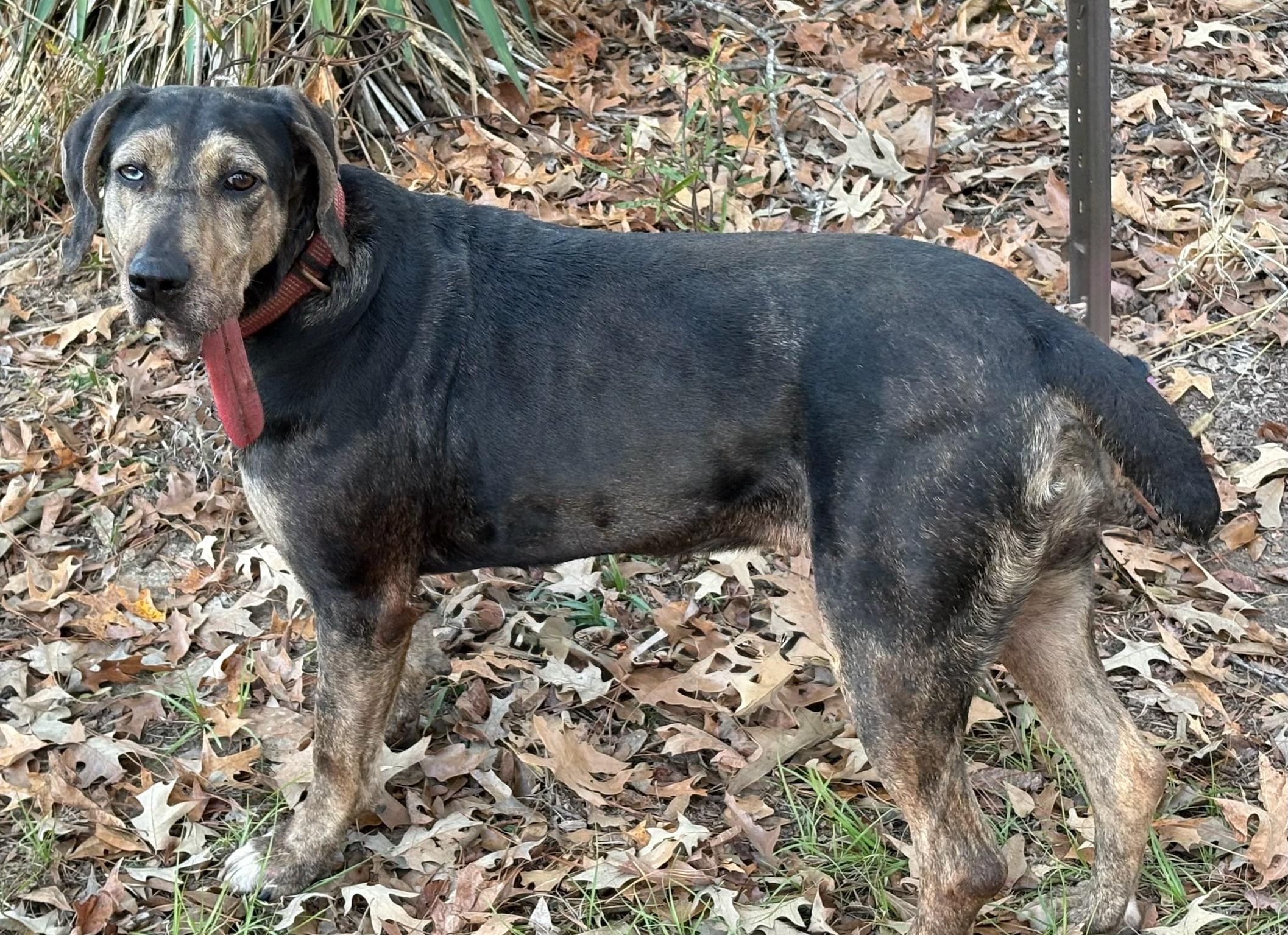 Enlarge Star, a Adoptable mixed breed in Fairfax, VA image 5/5