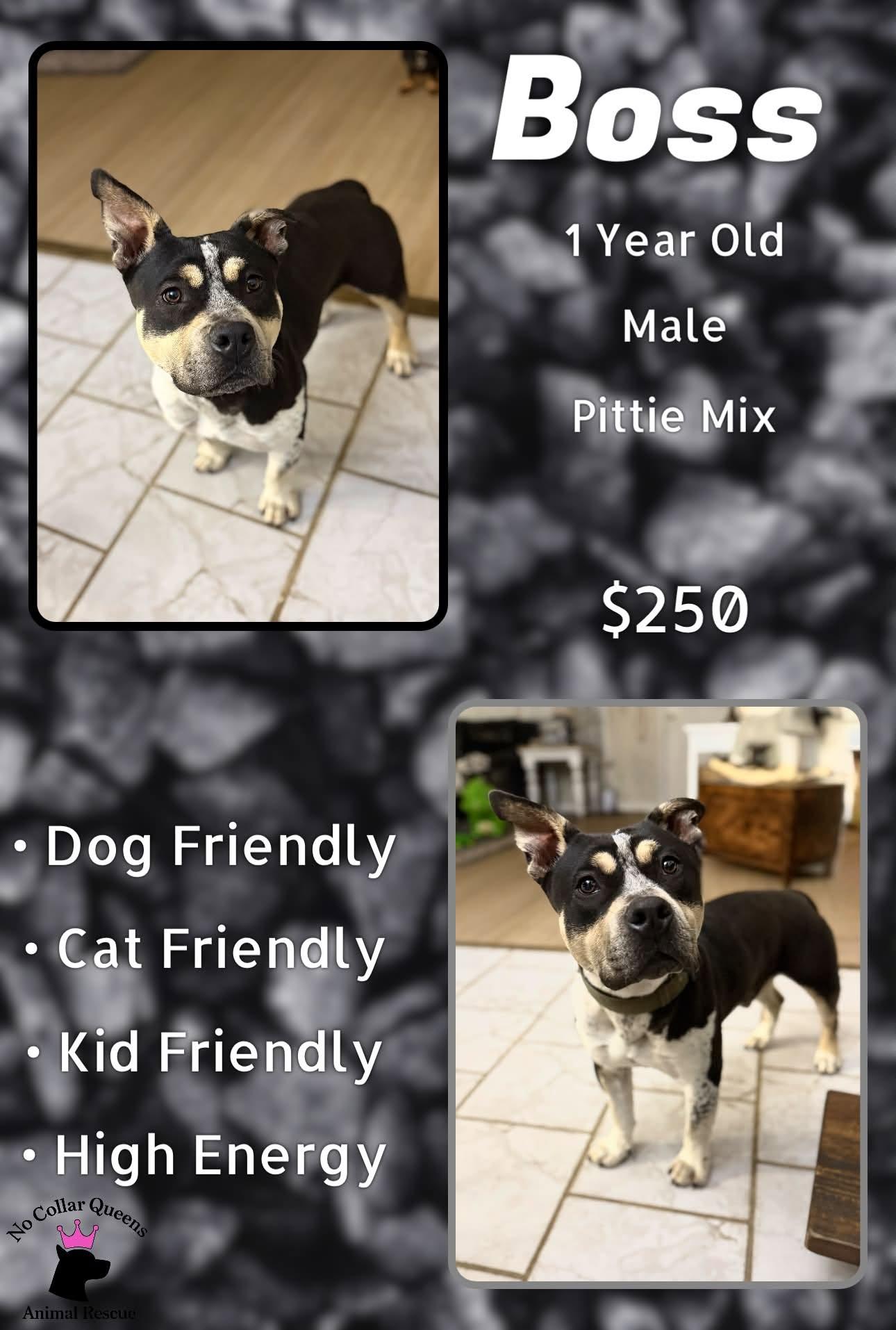 Boss, Adoptable, Adult Male Pit Bull Terrier.
