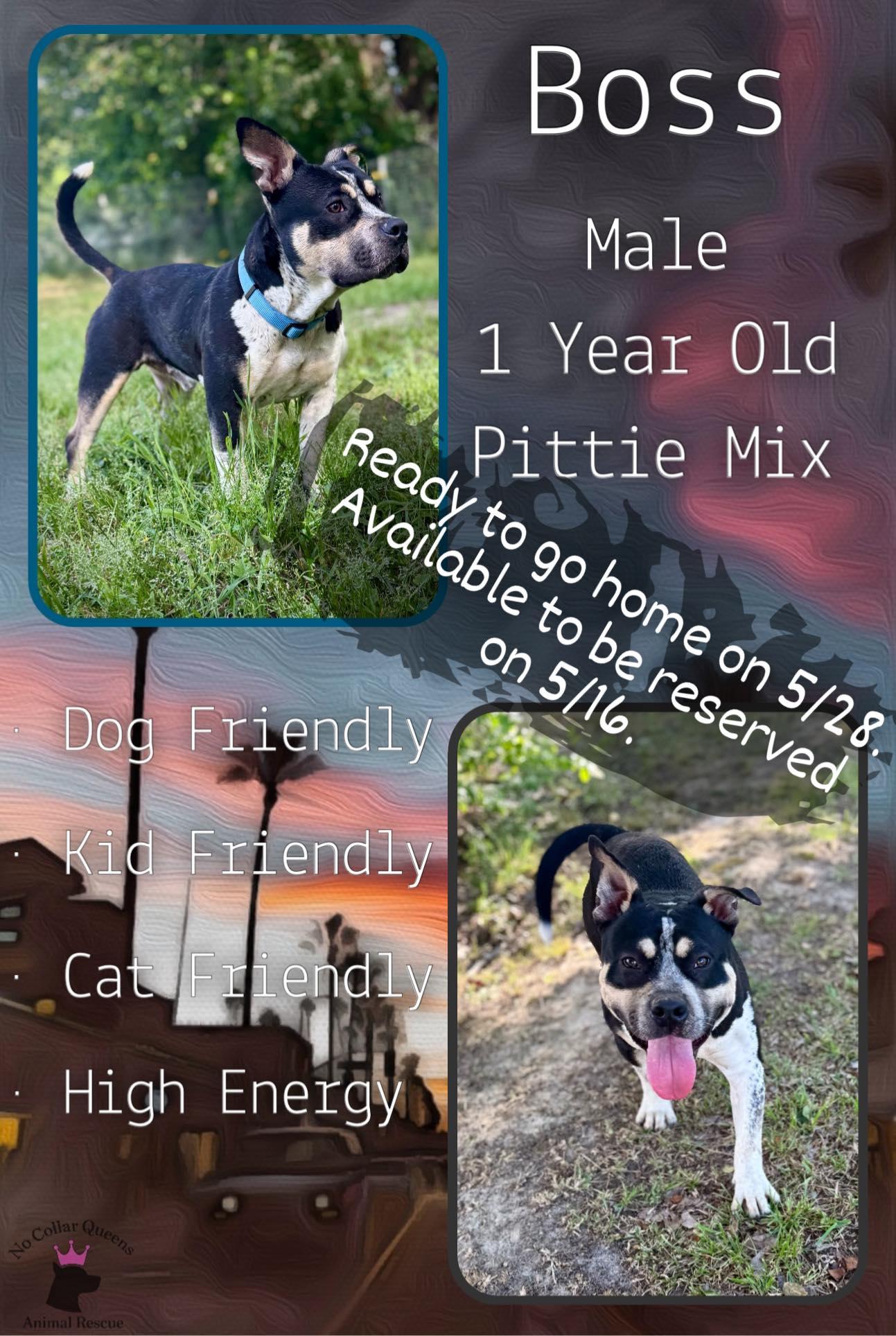 Enlarge Boss, a Adoptable Pit Bull Terrier in Jacksonville, NC image 2/2