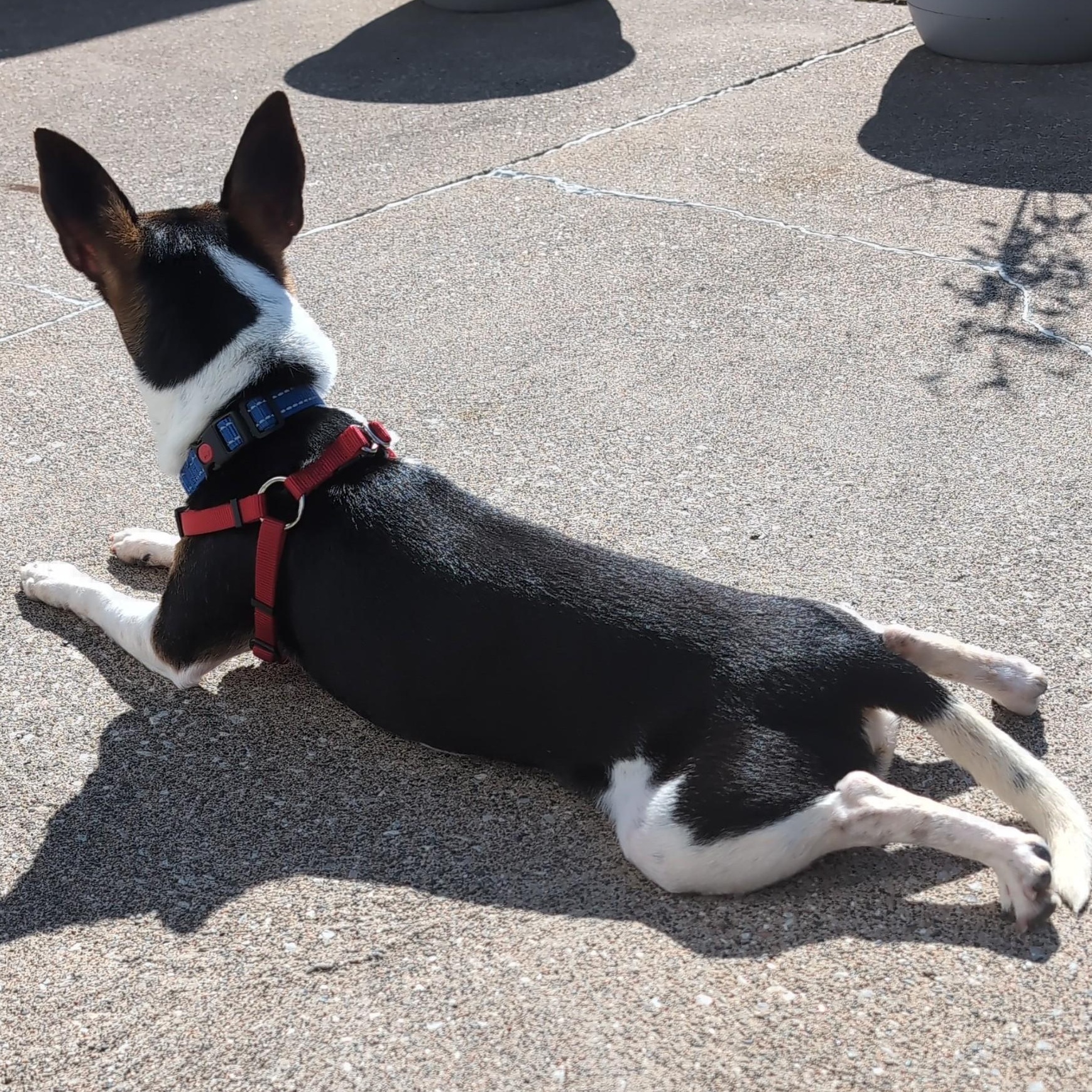 Enlarge Pongo (Updated), a ADOPTABLE mixed breed in Windsor, ON image 5/6