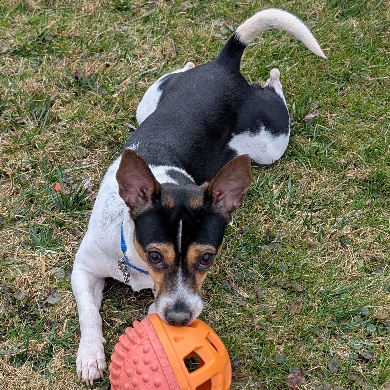 Pongo (Updated), ADOPTABLE, Young Male Rat Terrier.