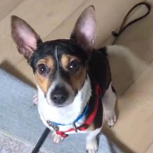 Enlarge Pongo (Updated), a ADOPTABLE mixed breed in Windsor, ON image 3/6