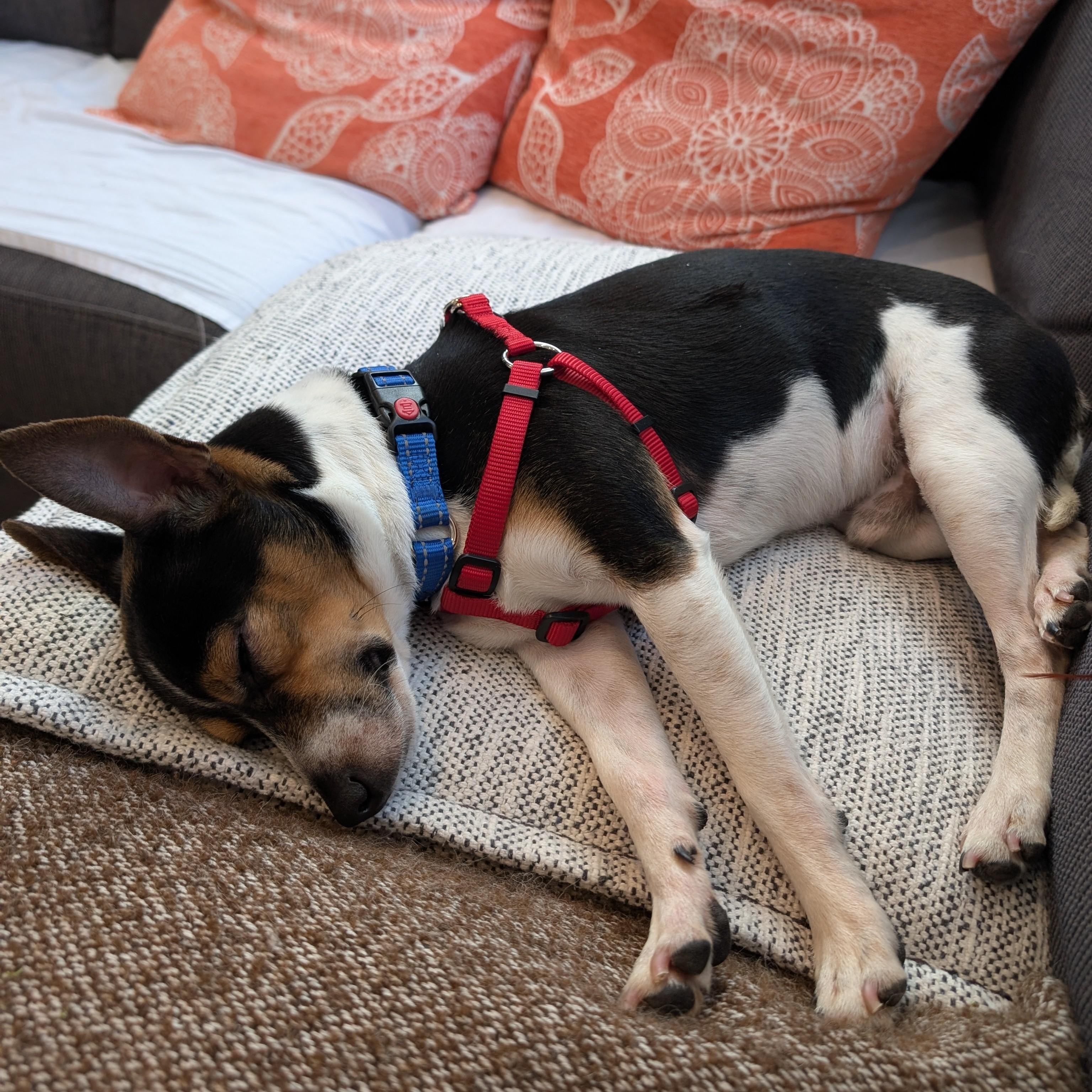 Enlarge Pongo (Updated), a ADOPTABLE mixed breed in Windsor, ON image 6/6