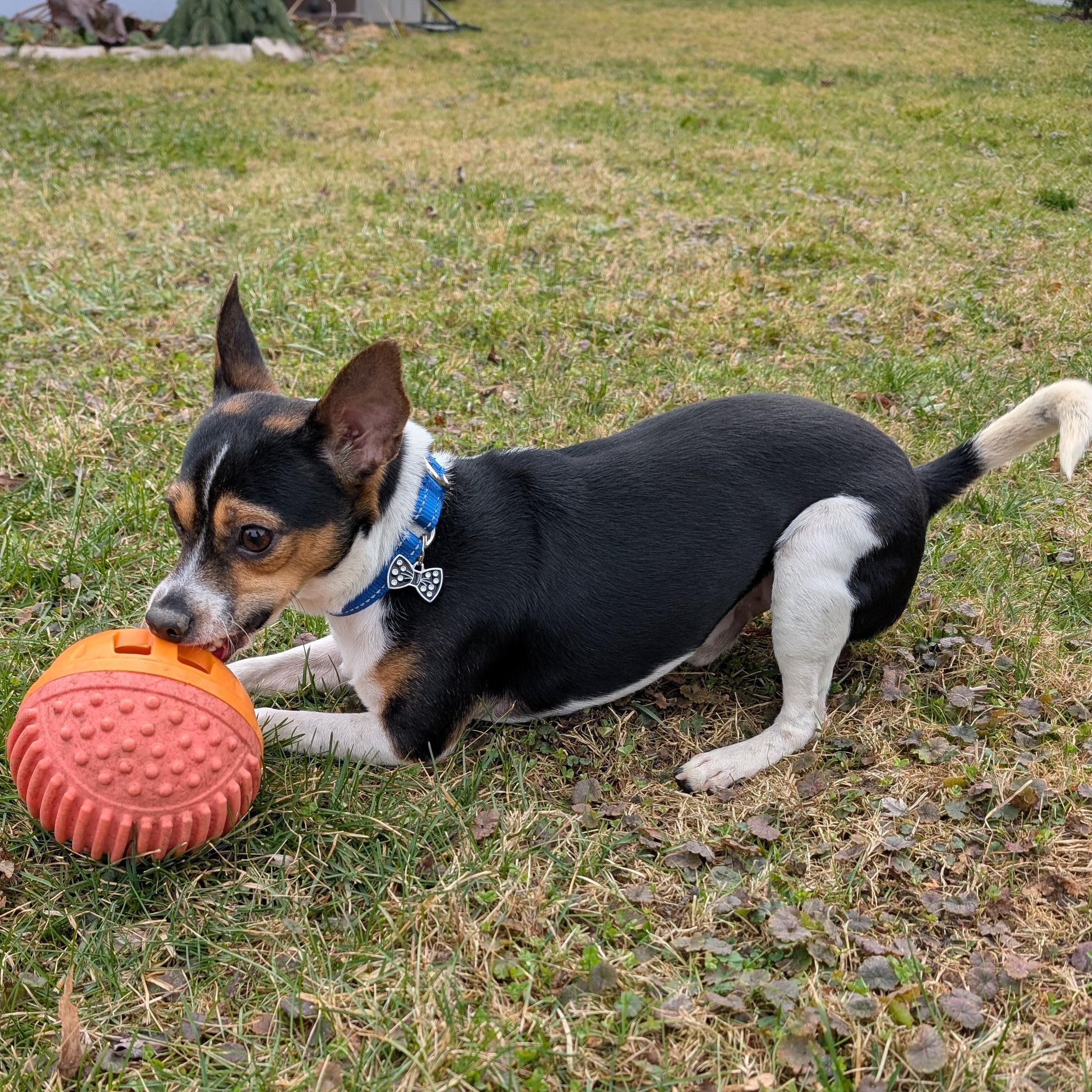Enlarge Pongo (Updated), a ADOPTABLE mixed breed in Windsor, ON image 4/6