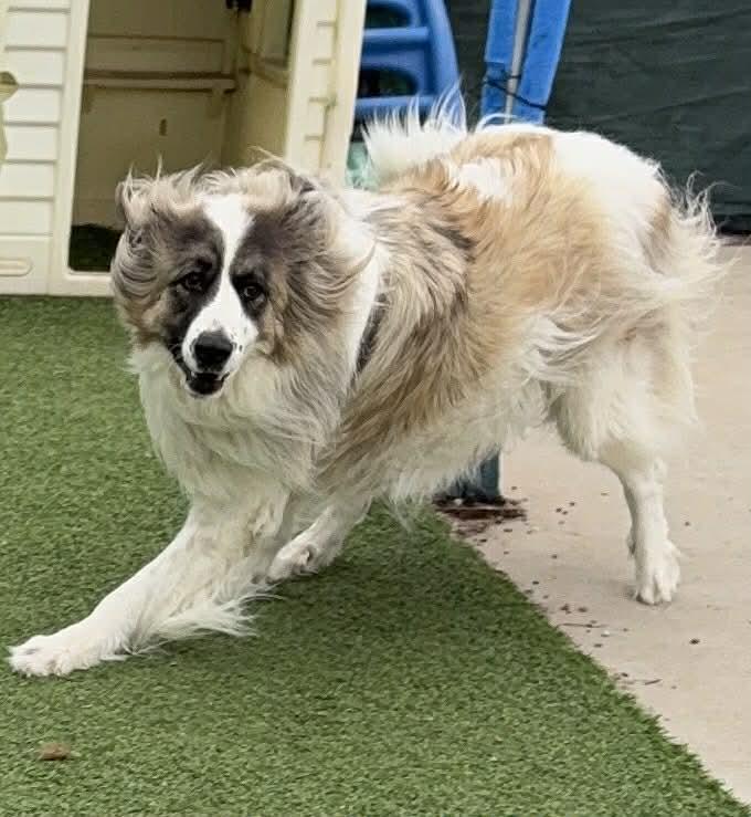 Enlarge Panda, a ADOPTABLE mixed breed in Kiowa, OK image 4/6