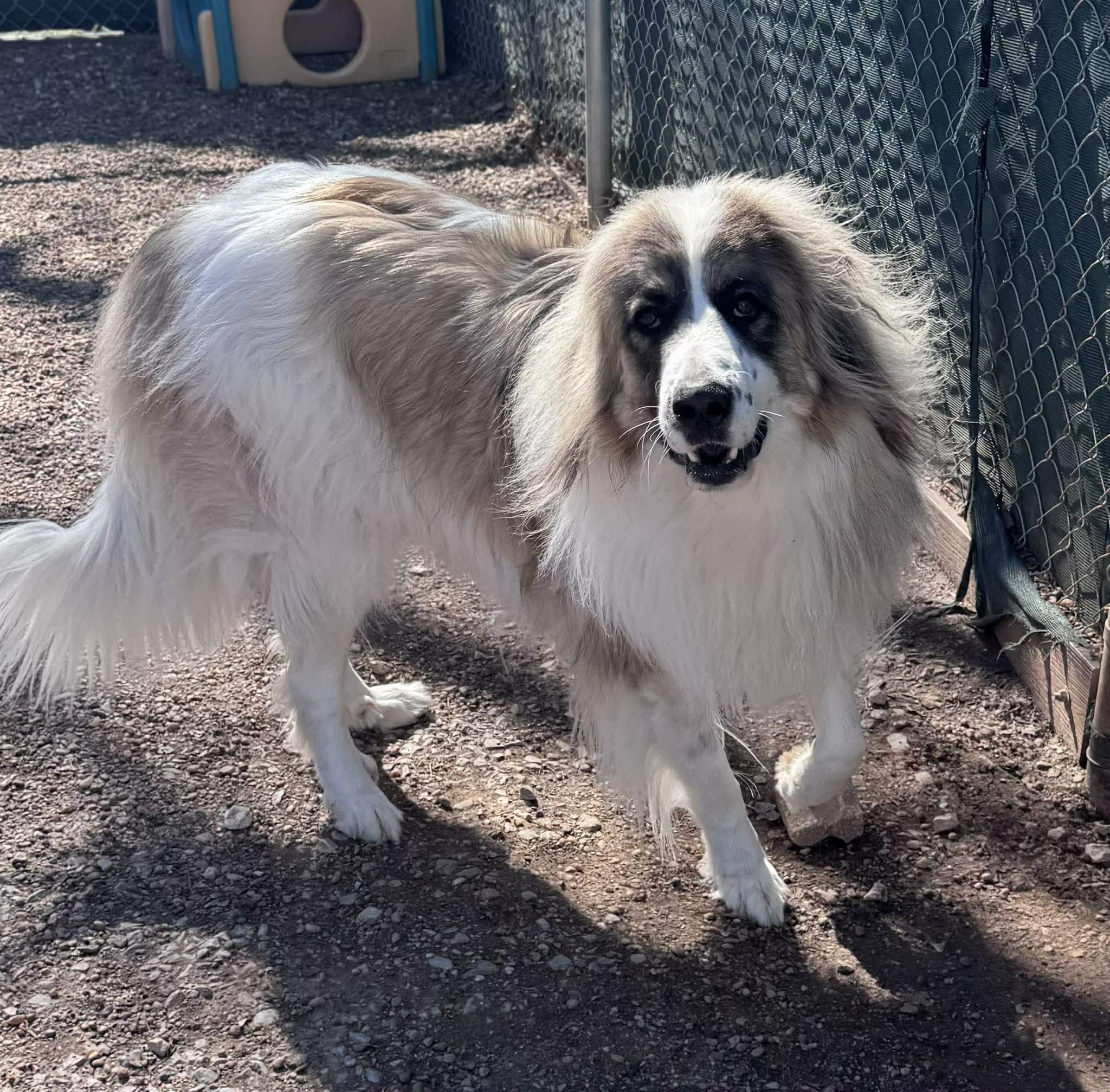 Panda, ADOPTABLE, Adult Male Great Pyrenees.