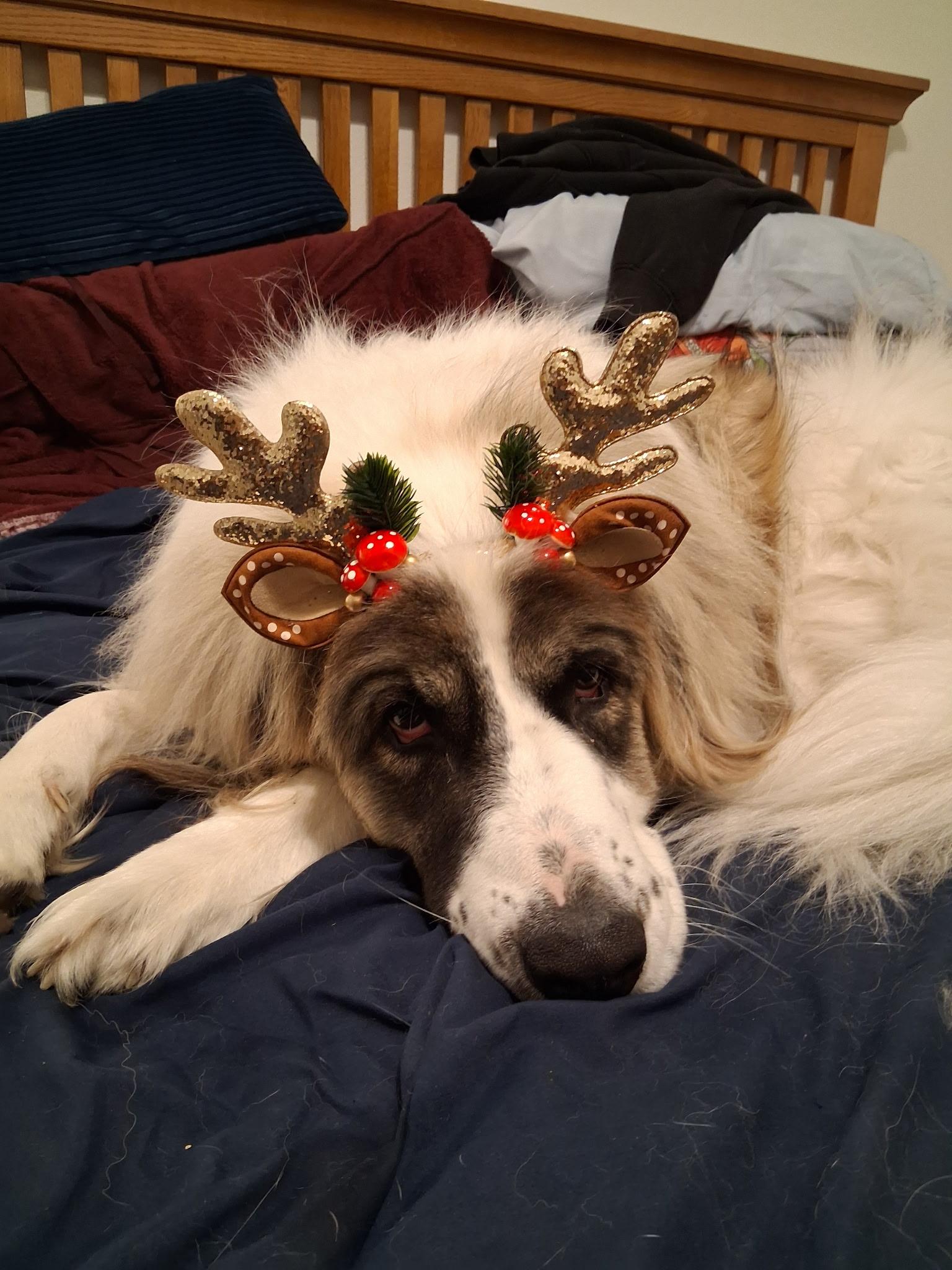 Enlarge Panda, a ADOPTABLE mixed breed in Kiowa, OK image 3/6