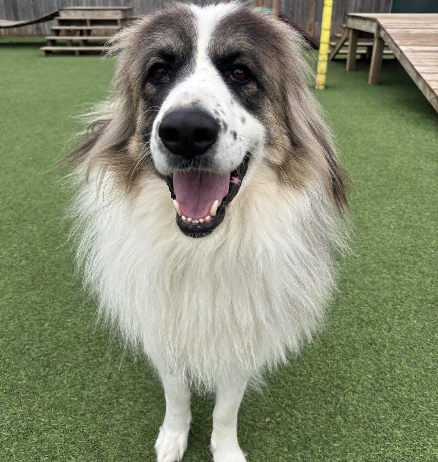 Enlarge Panda, a ADOPTABLE mixed breed in Kiowa, OK image 5/6