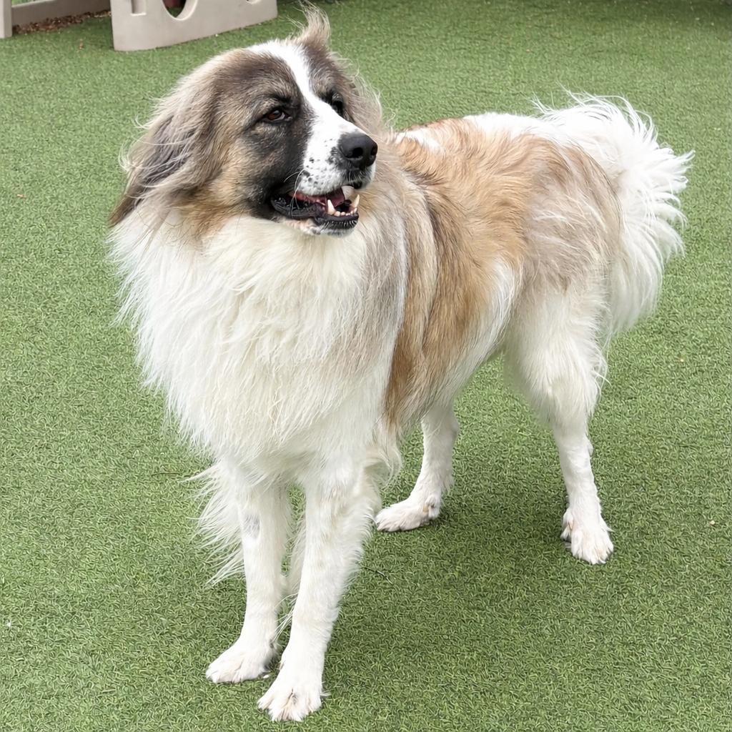 Enlarge Panda, a ADOPTABLE mixed breed in Kiowa, OK image 6/6