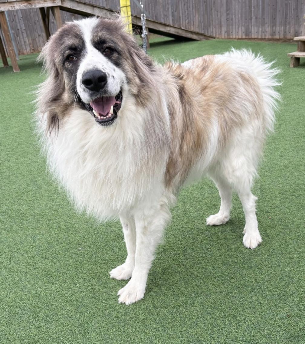 Enlarge Panda, a ADOPTABLE mixed breed in Kiowa, OK image 2/6