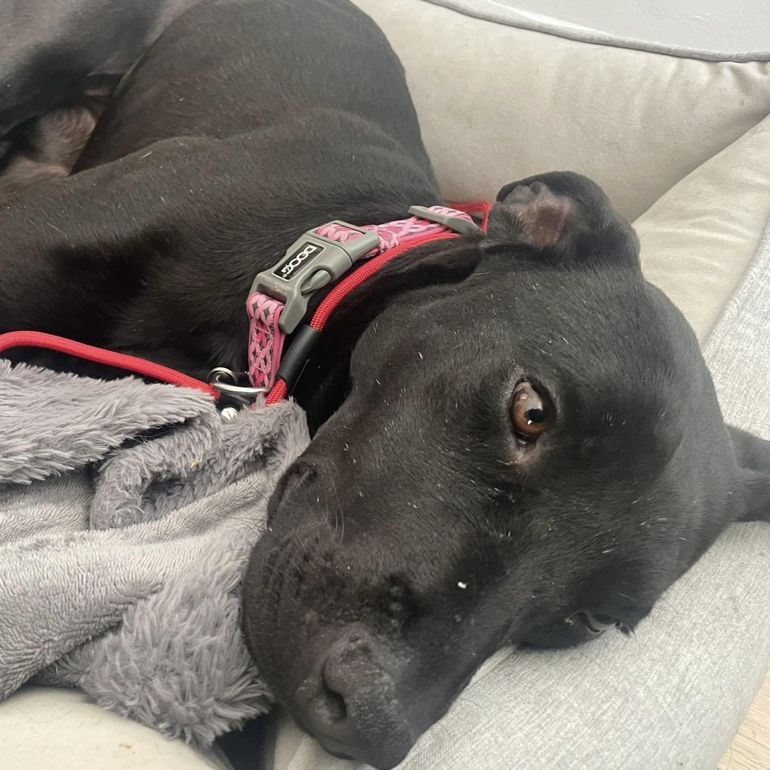 Enlarge Polly, a ADOPTABLE mixed breed in Mississauga, ON image 2/6