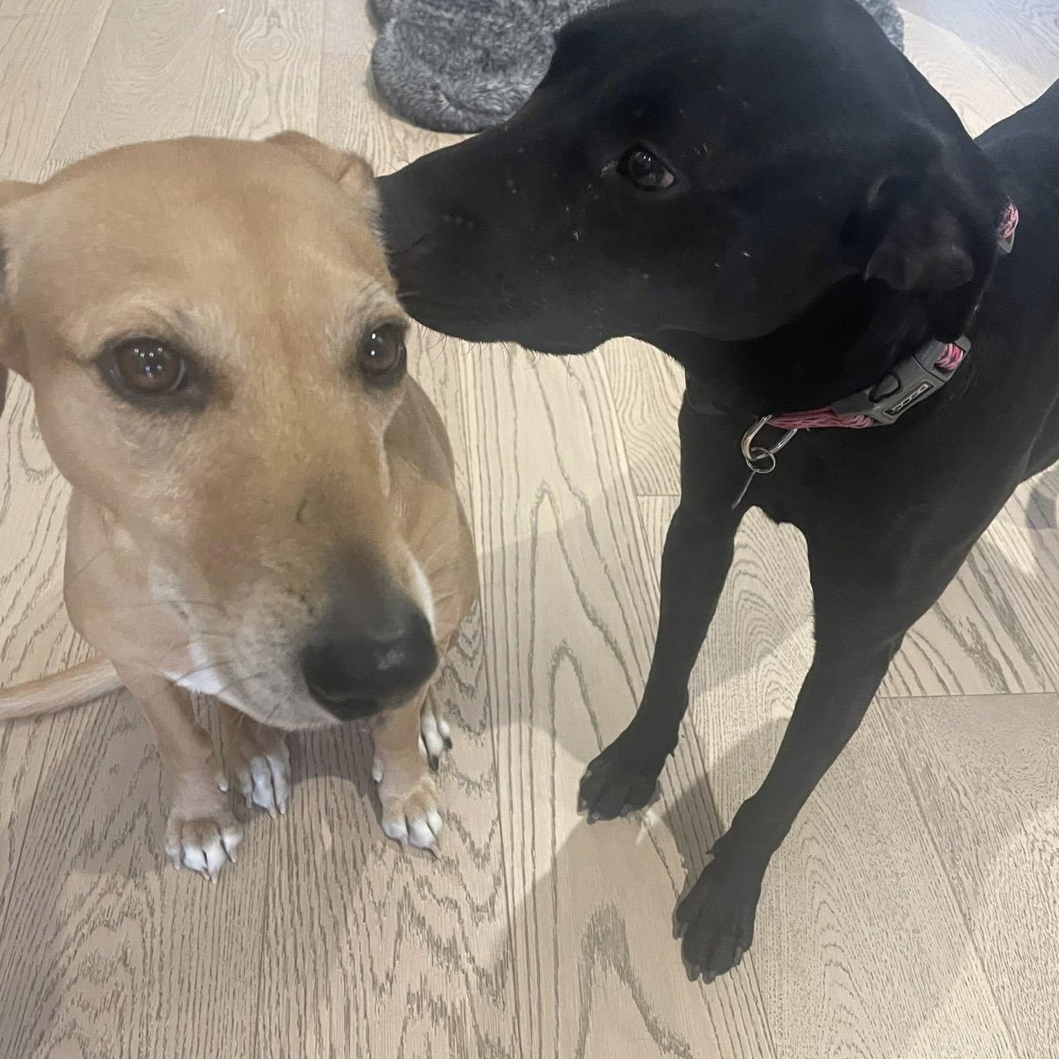 Enlarge Polly, a ADOPTABLE mixed breed in Mississauga, ON image 5/6