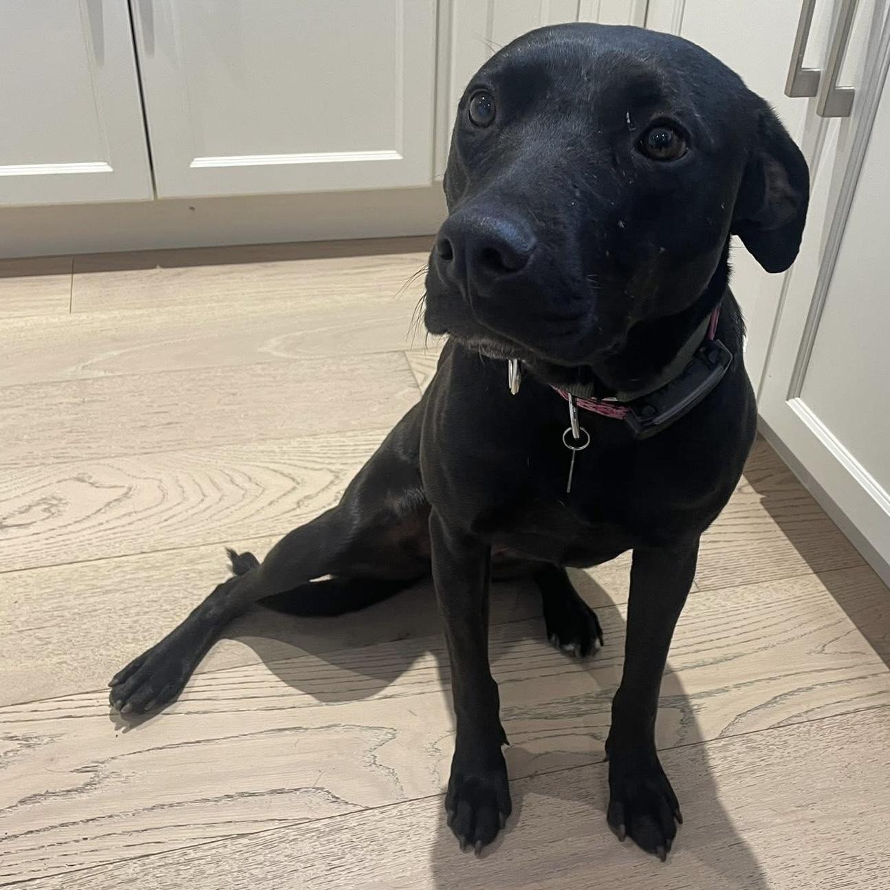 Enlarge Polly, a ADOPTABLE mixed breed in Mississauga, ON image 1/6