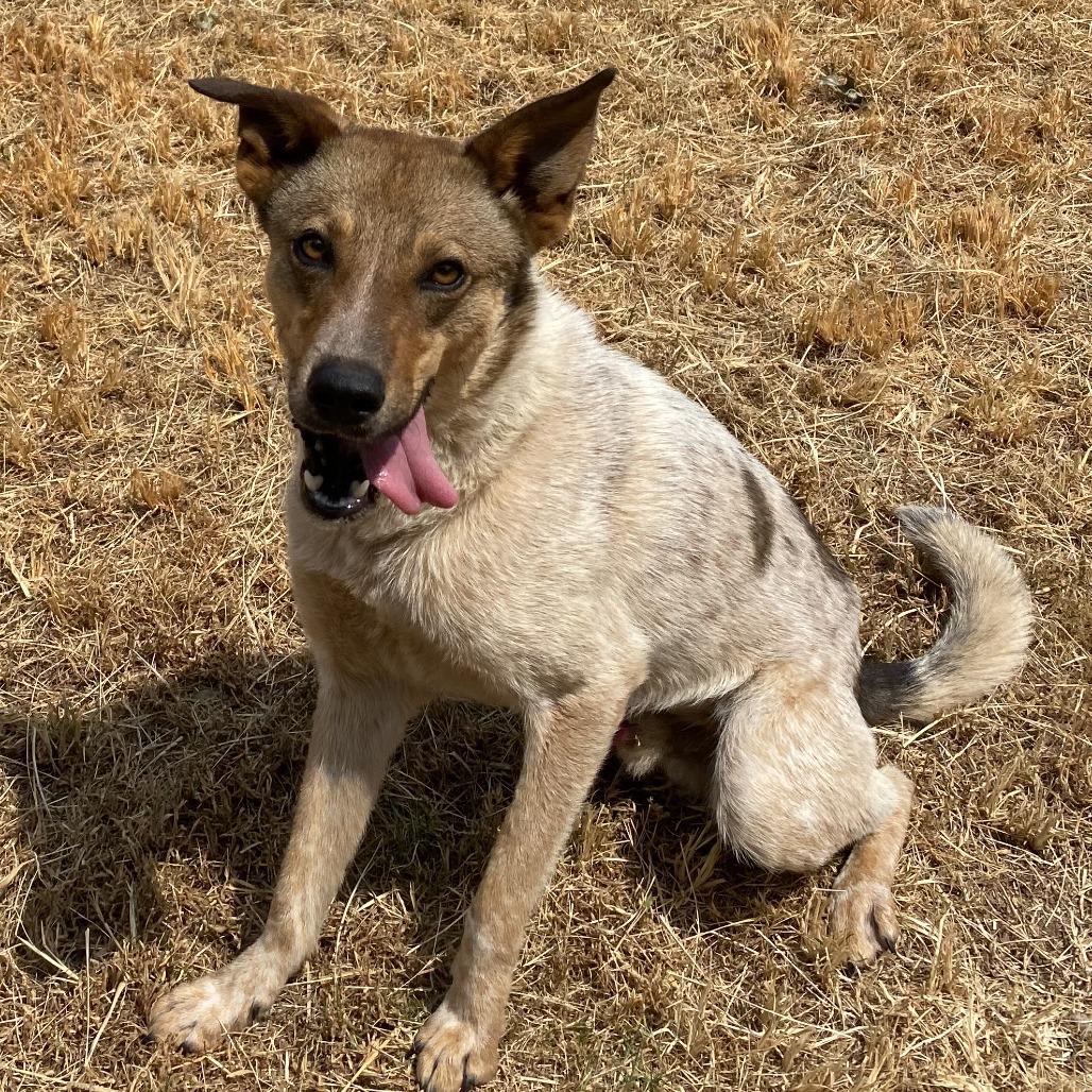 Enlarge Tate, a Adoptable mixed breed in Stillwater, OK image 1/2