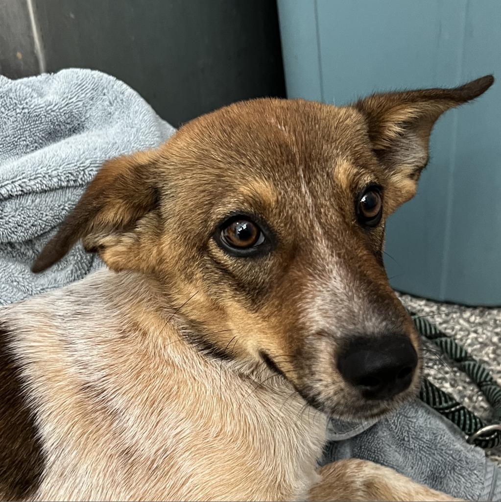 Enlarge Tate, a Adoptable mixed breed in Stillwater, OK image 2/2