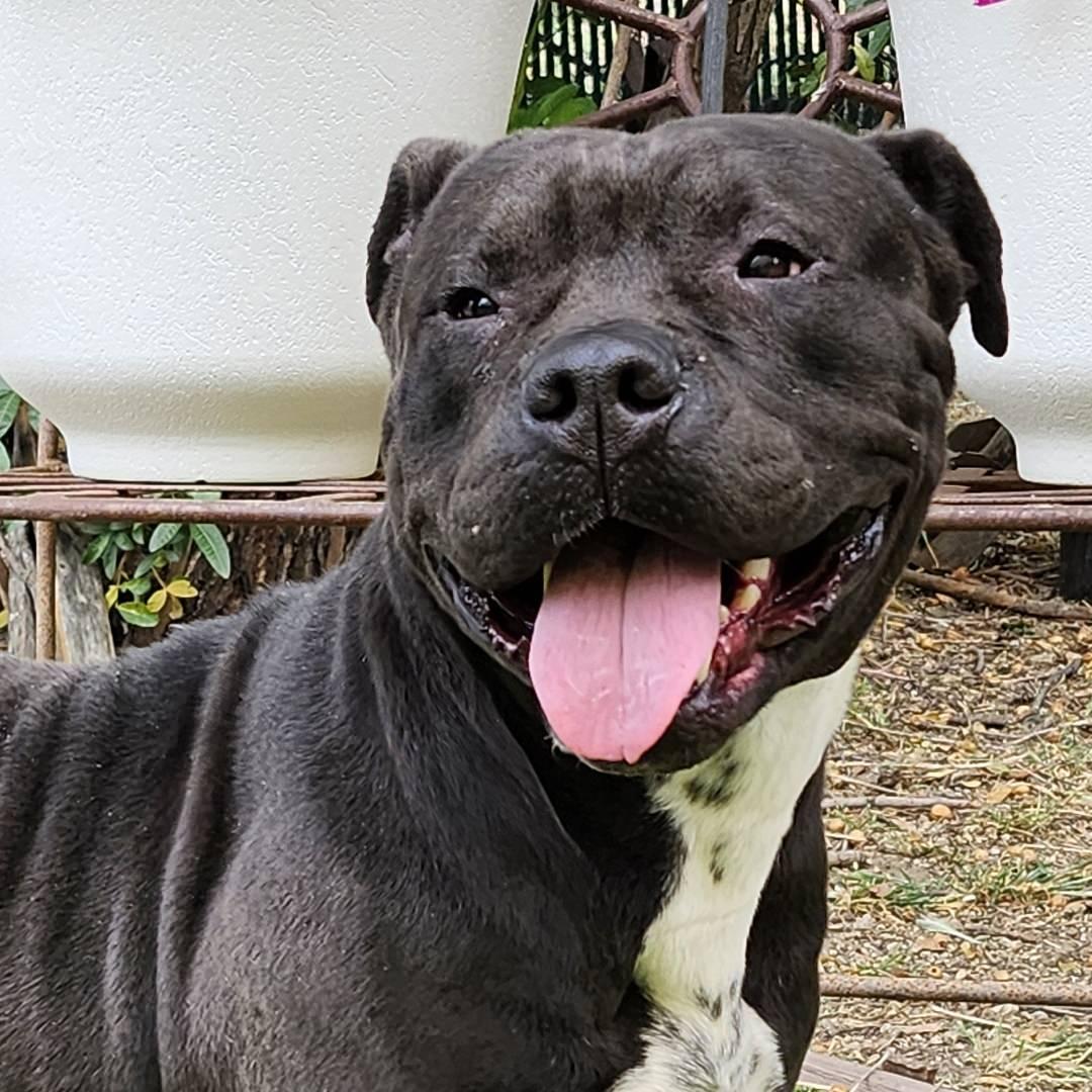 Califa, ADOPTABLE, Adult Female Pit Bull Terrier.