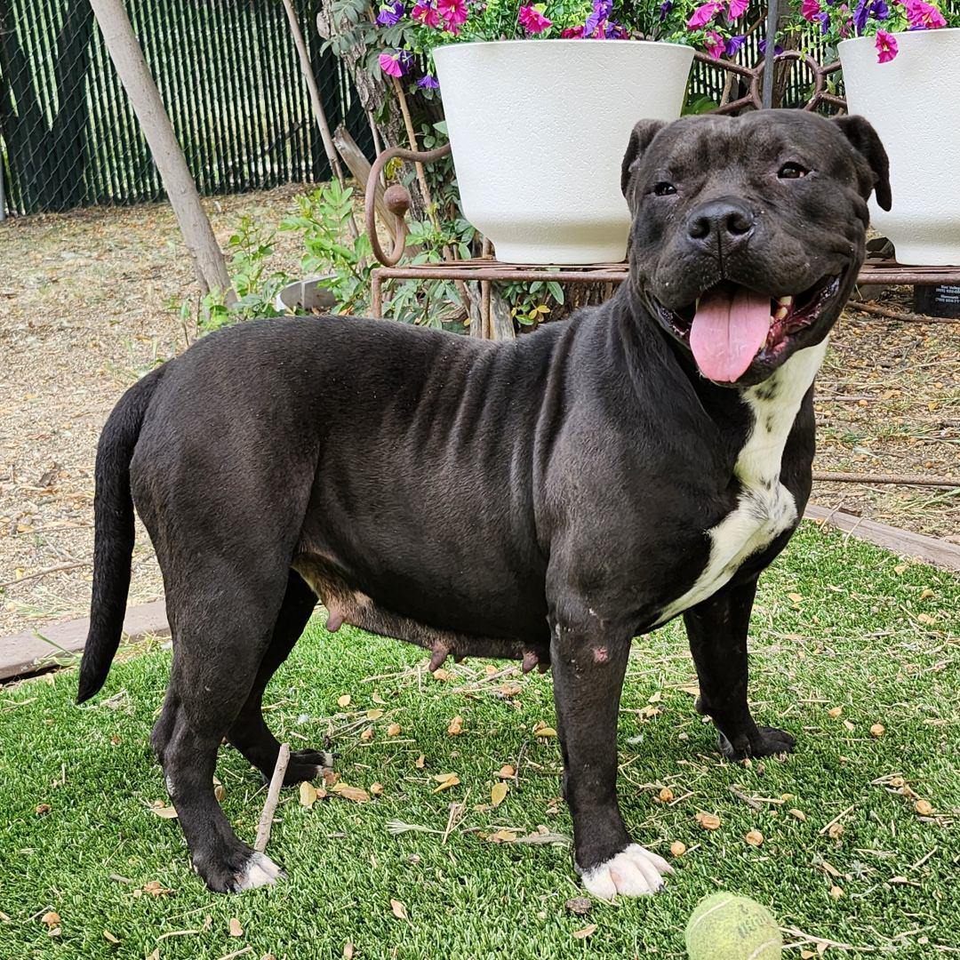 Enlarge Califa, a ADOPTABLE Pit Bull Terrier in Burbank, CA image 3/5