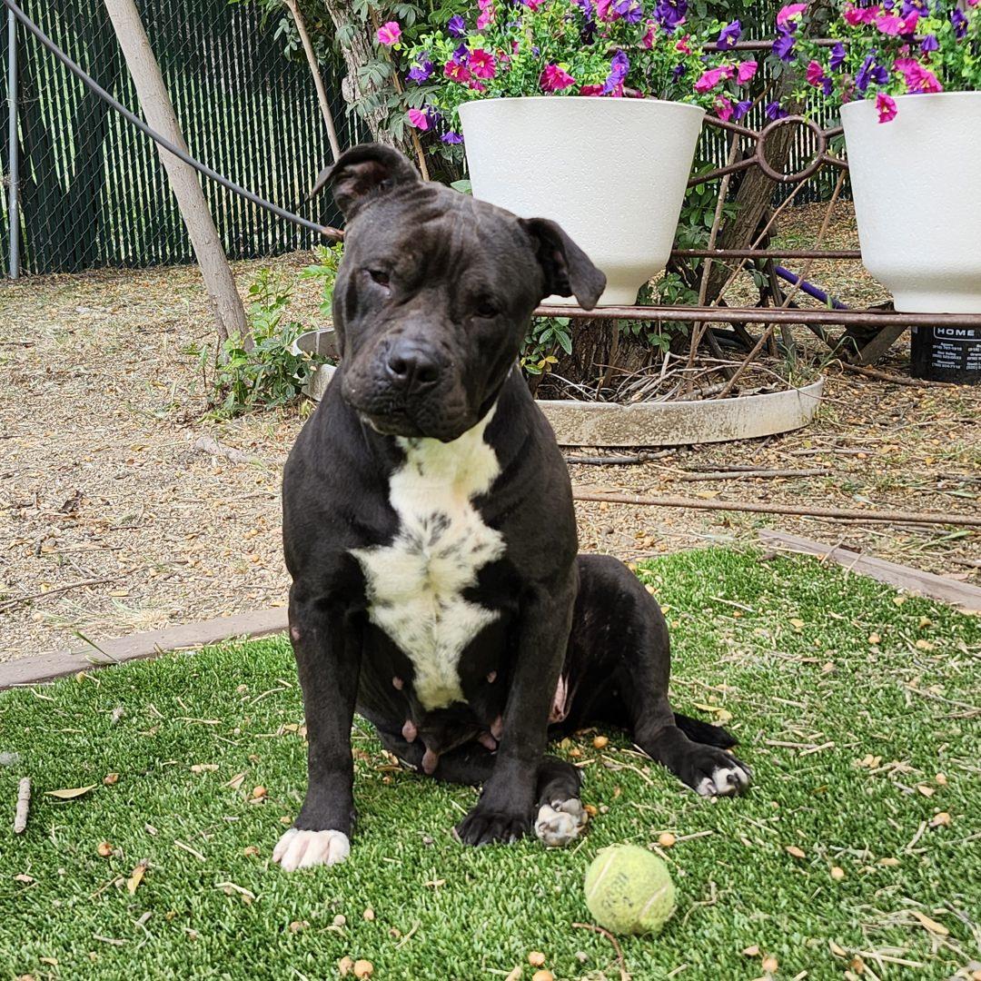 Enlarge Califa, a ADOPTABLE Pit Bull Terrier in Burbank, CA image 2/5